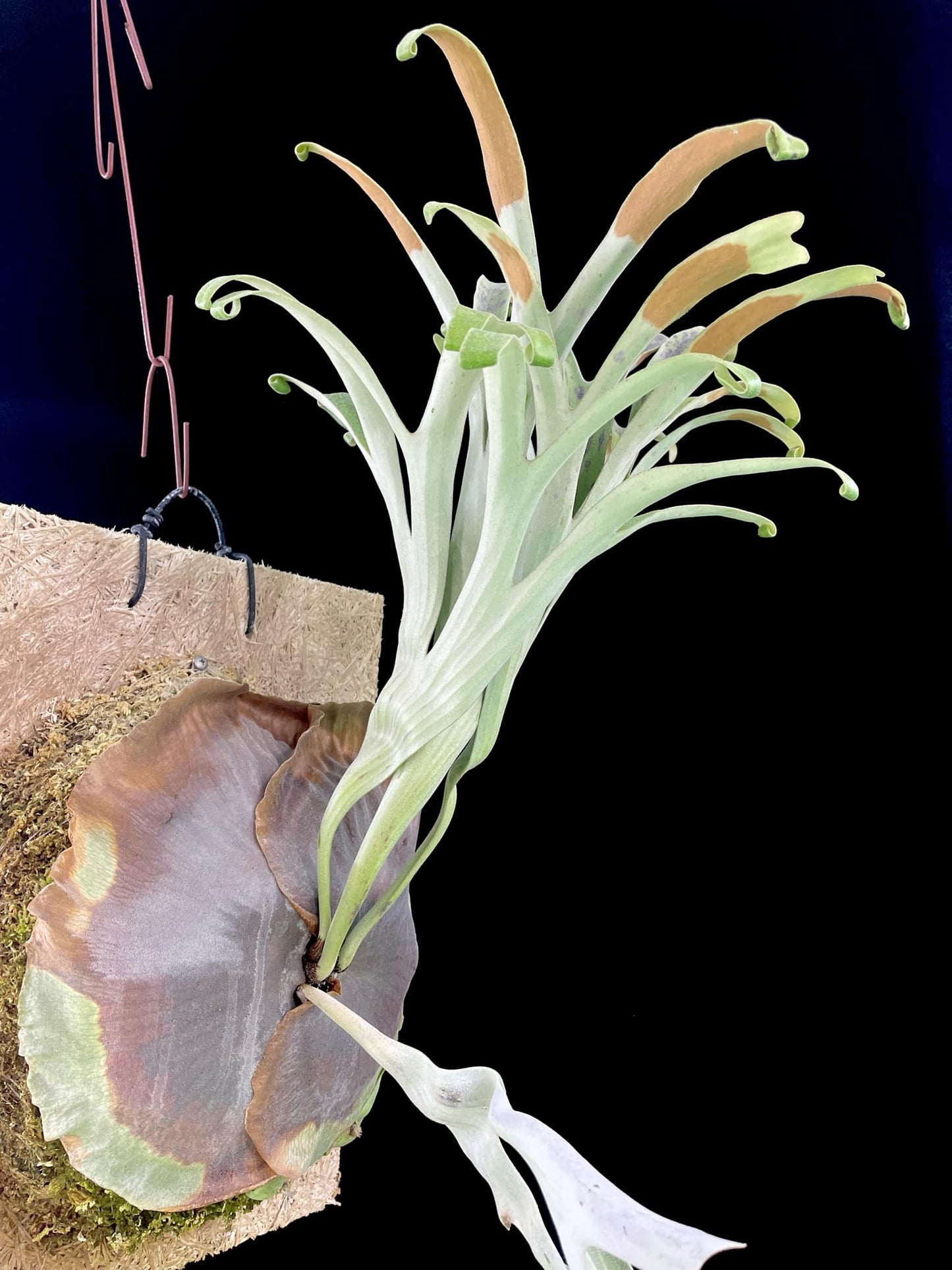 P. Alcicorne “twist” 扭扭變異馬圓 x P.Moonlight SBD#S1 spore