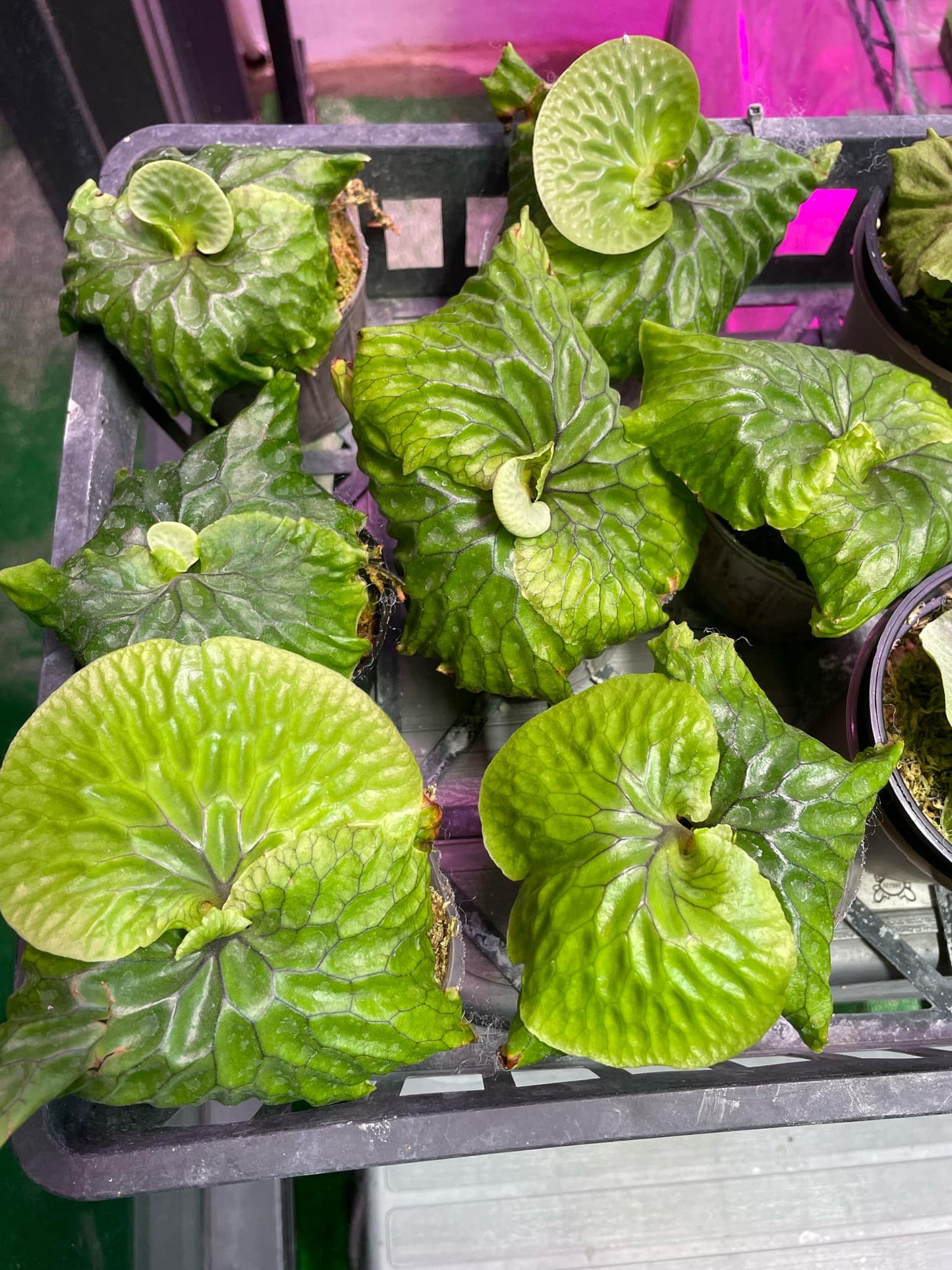 Platycerium madagascariense
