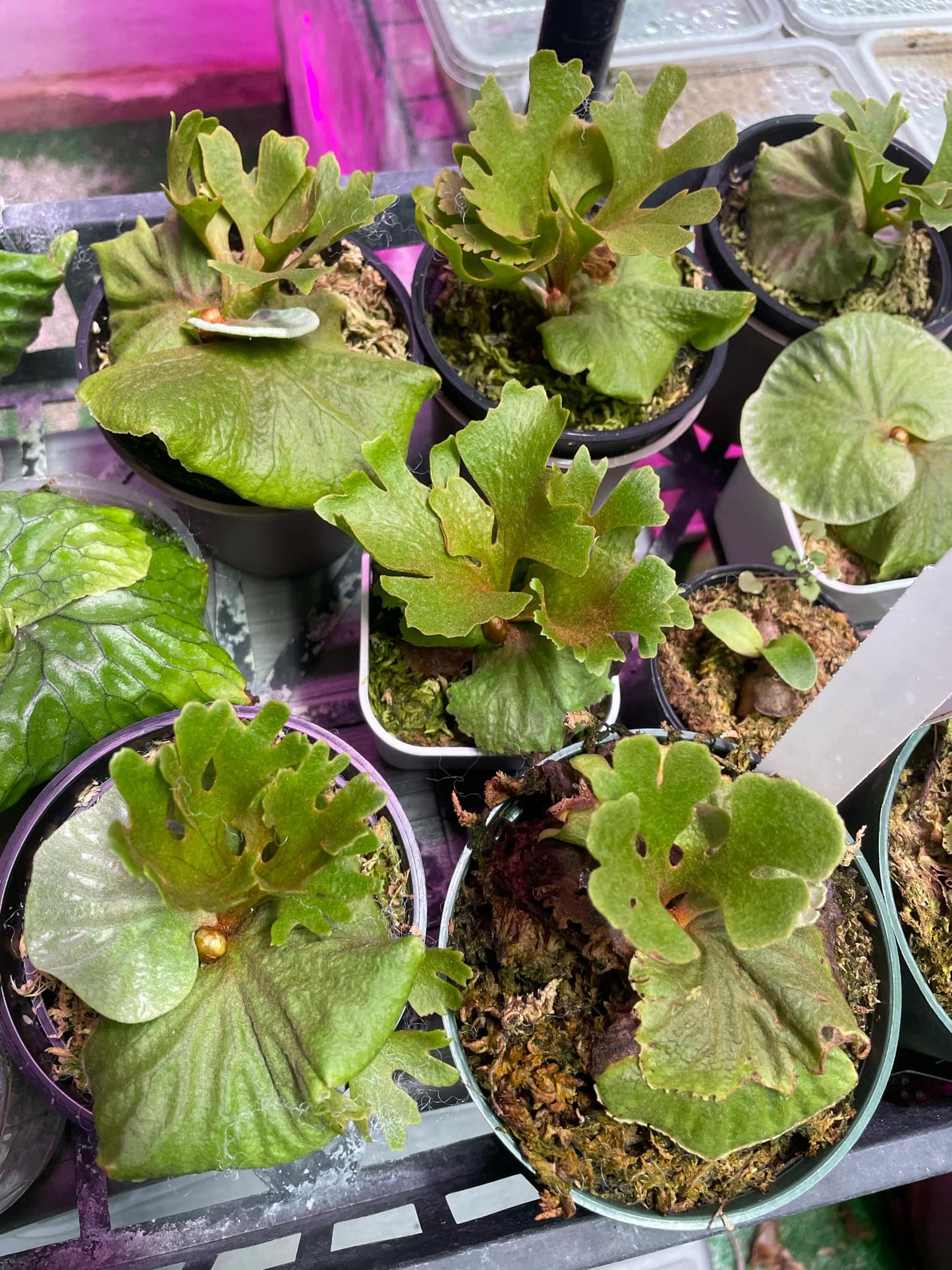 Platycerium Ridleyi dwarf sliver