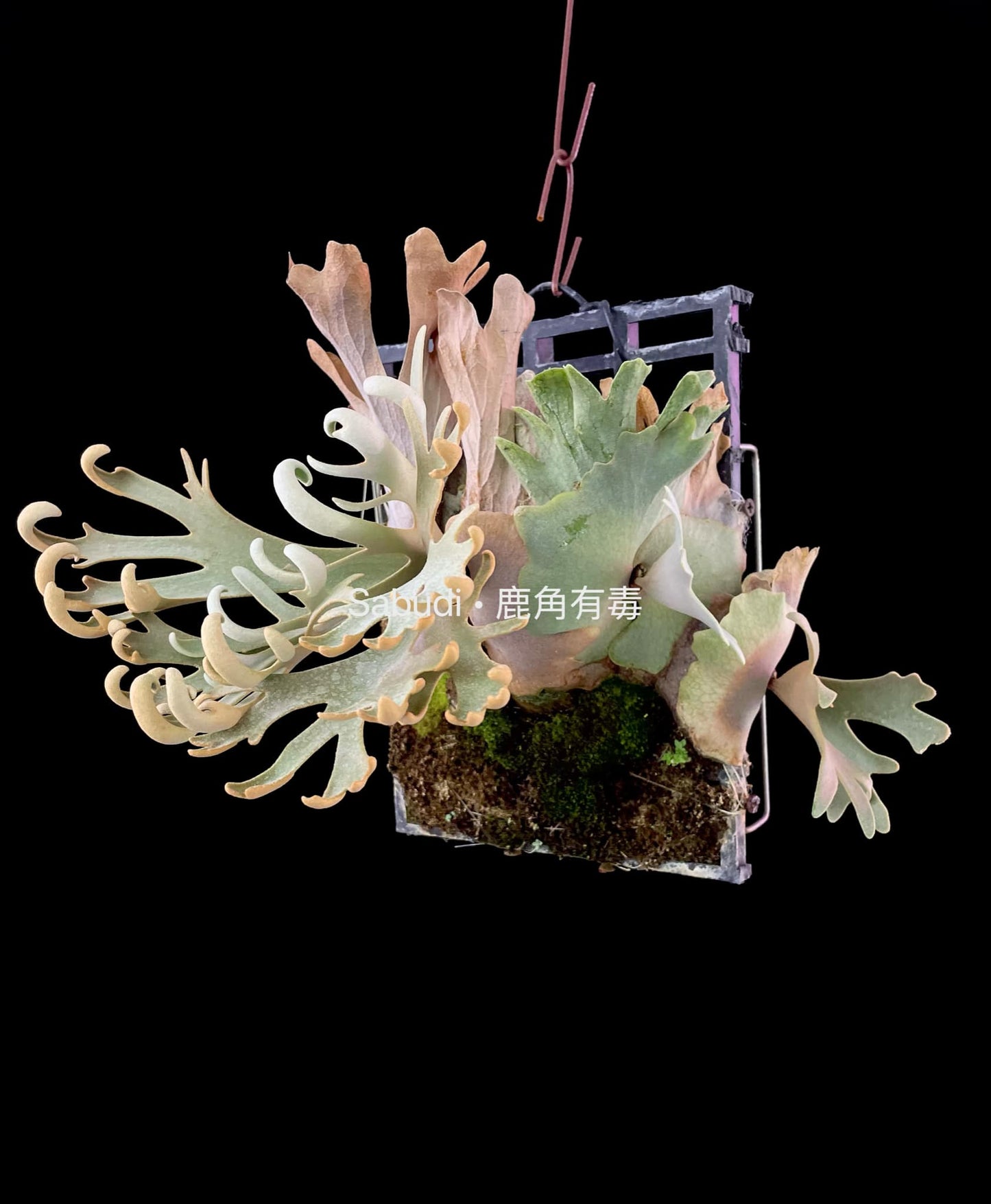 Platycerium Willinckii “Mew” pup