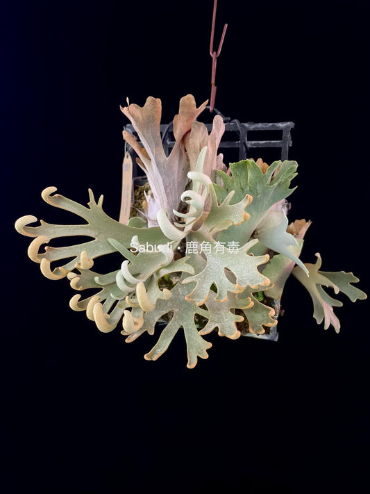 Platycerium Willinckii “Mew” pup