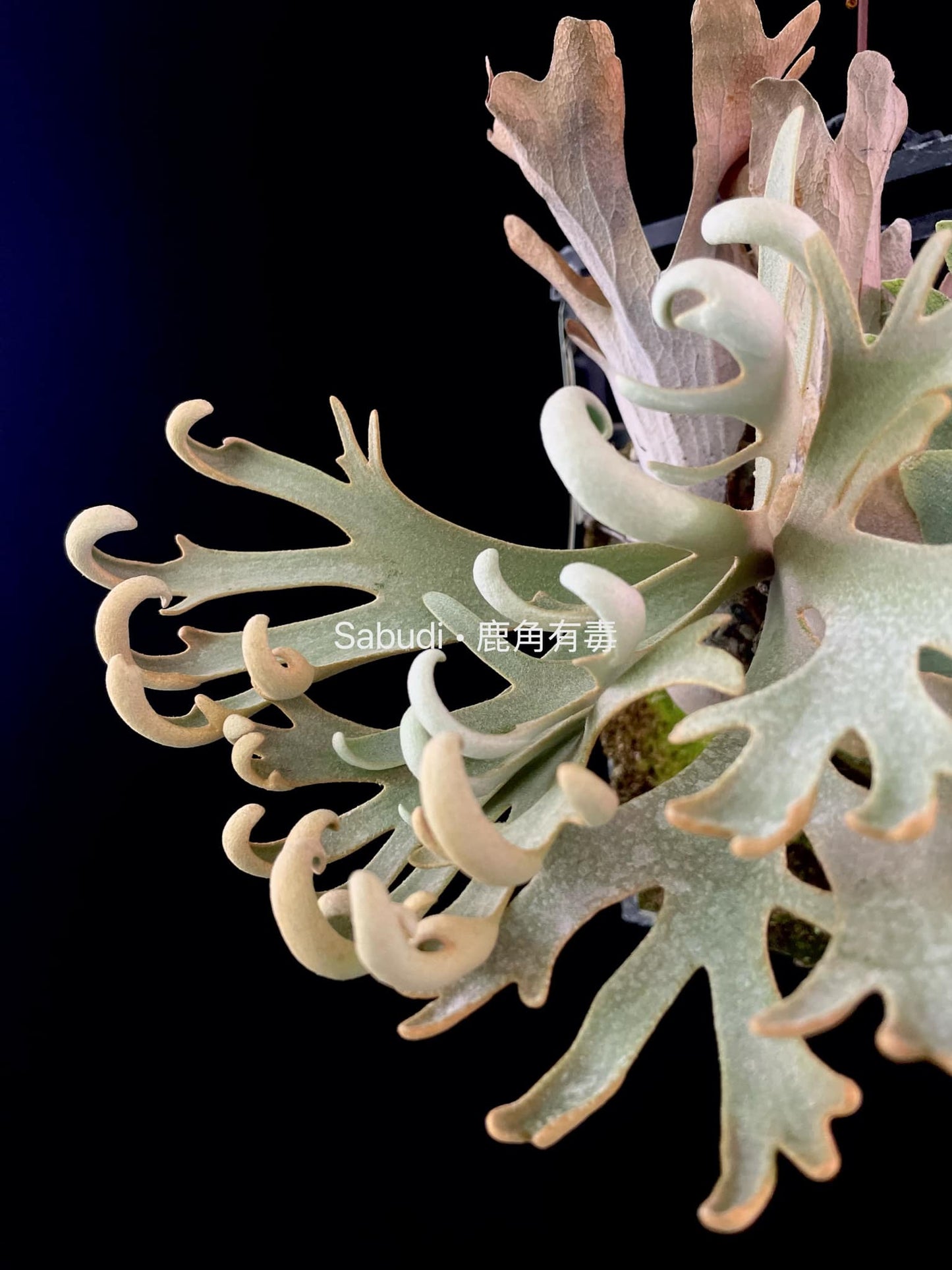 Platycerium Willinckii “Mew” pup