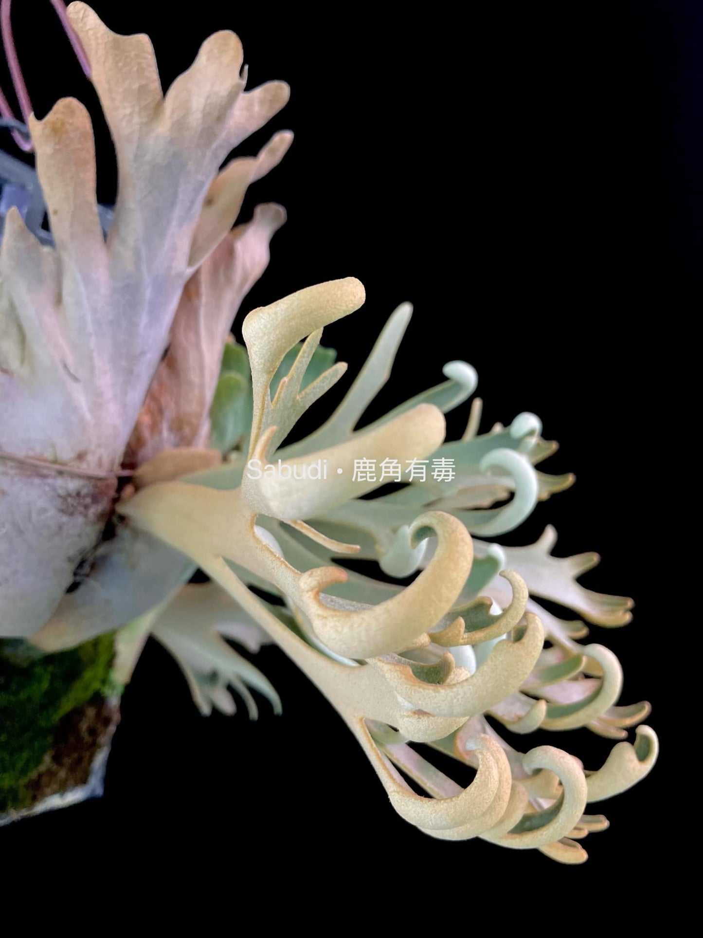 Platycerium Willinckii “Mew” pup