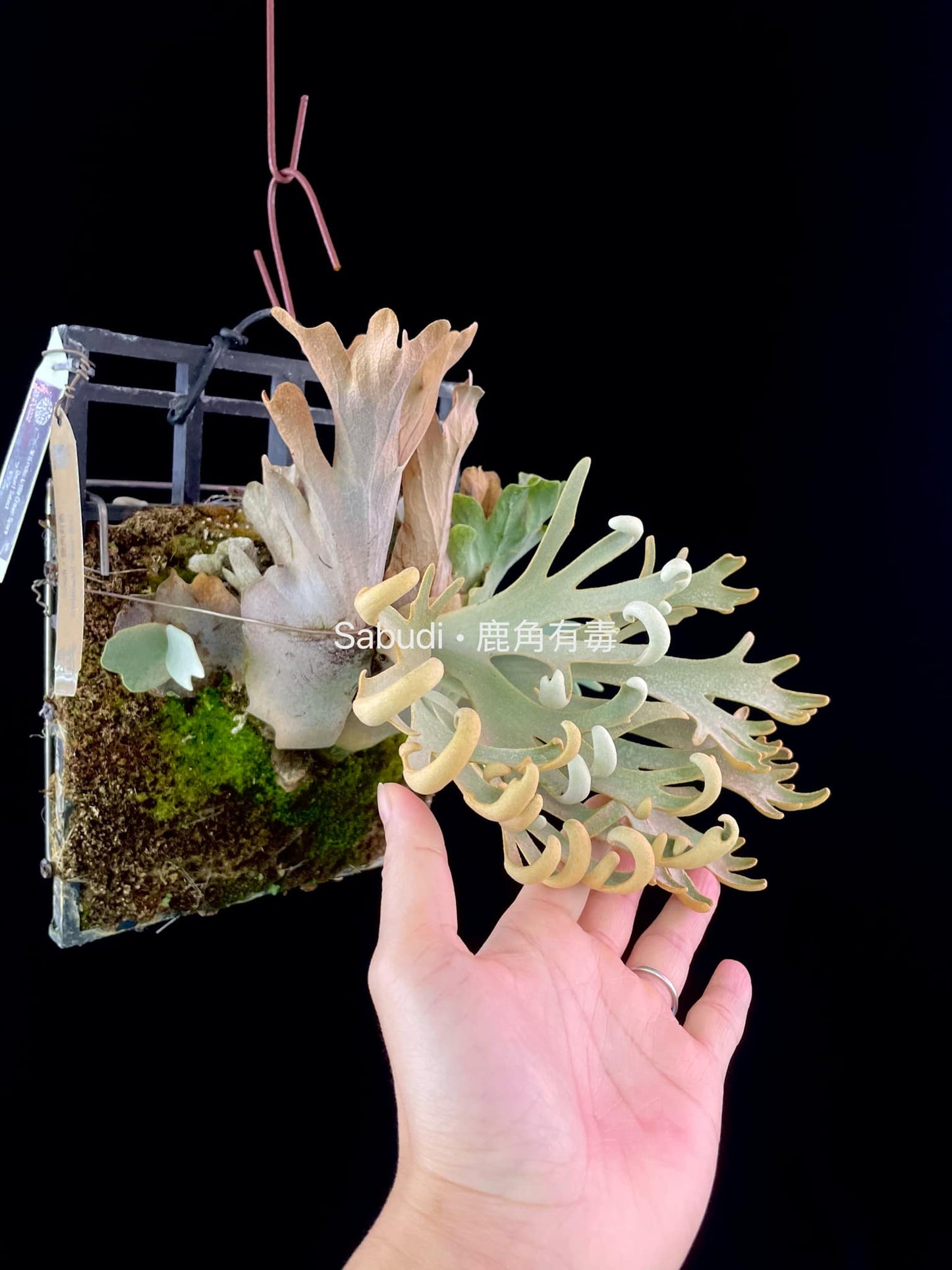 Platycerium Willinckii “Mew” pup