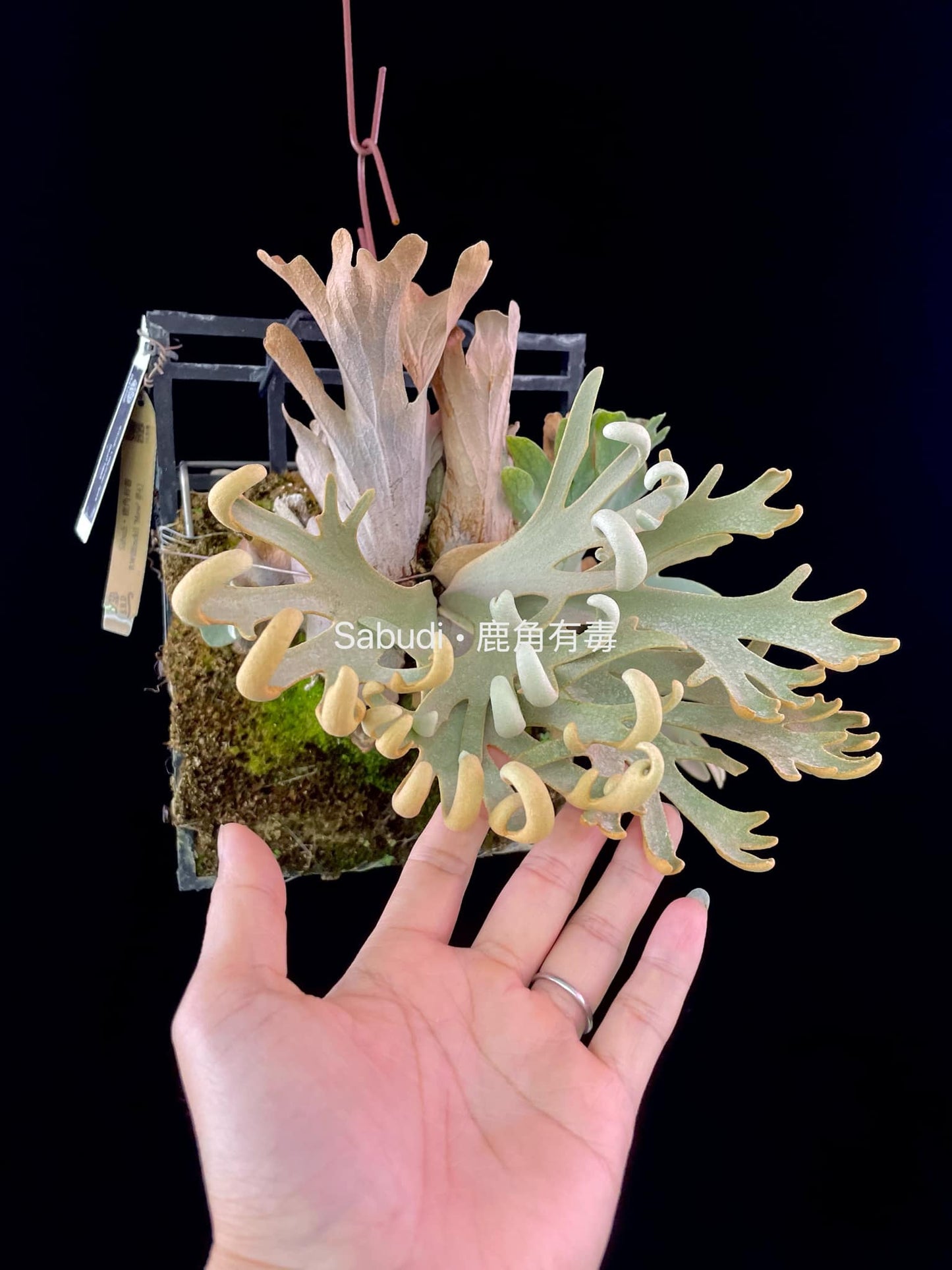 Platycerium Willinckii “Mew” pup