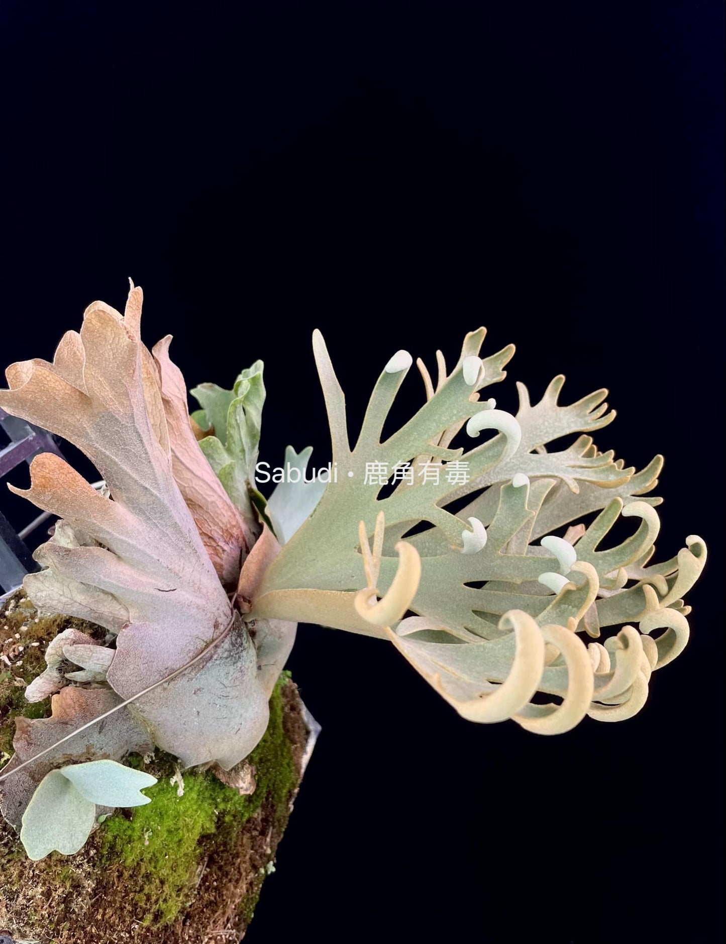 Platycerium Willinckii “Mew” pup