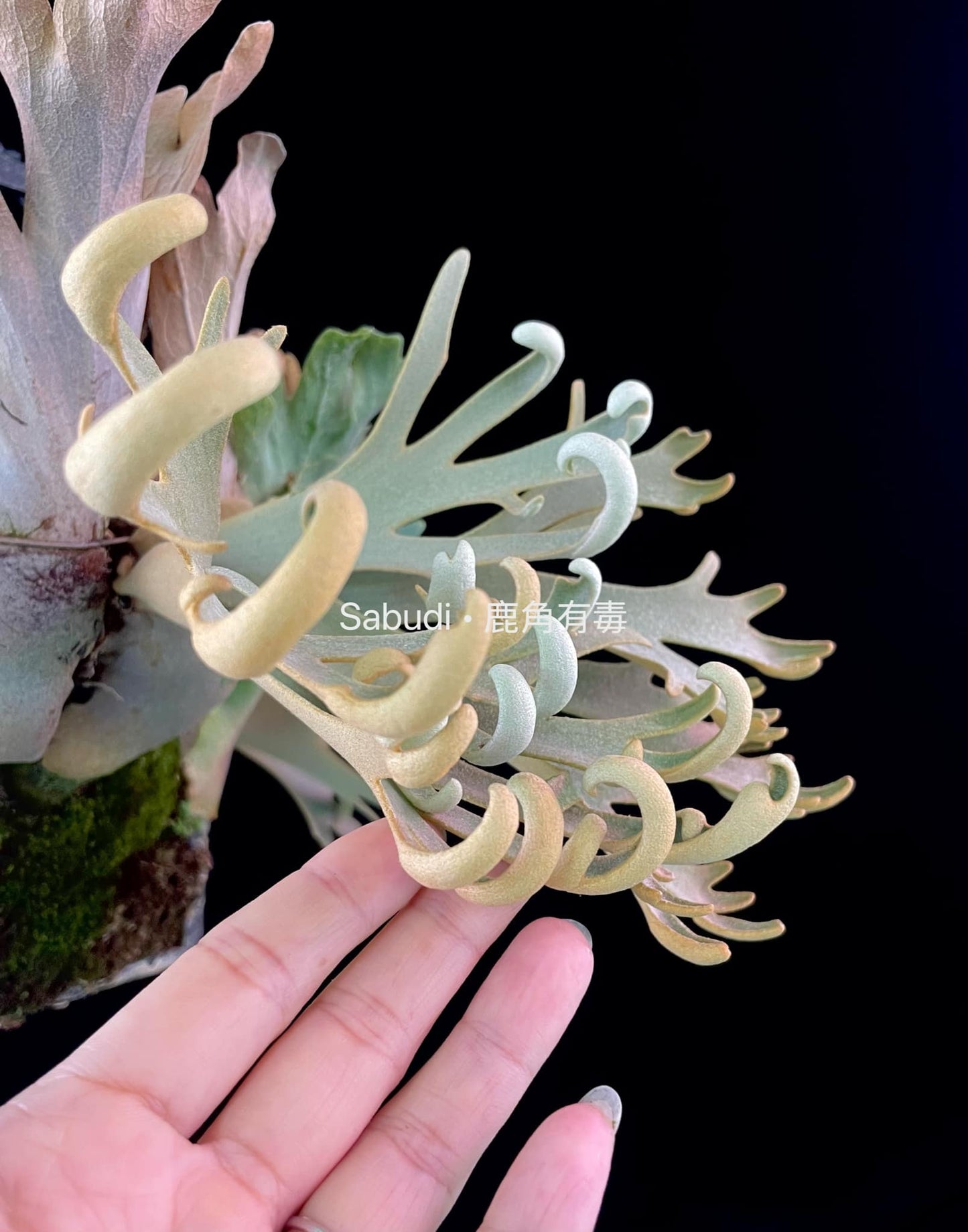 Platycerium Willinckii “Mew” pup