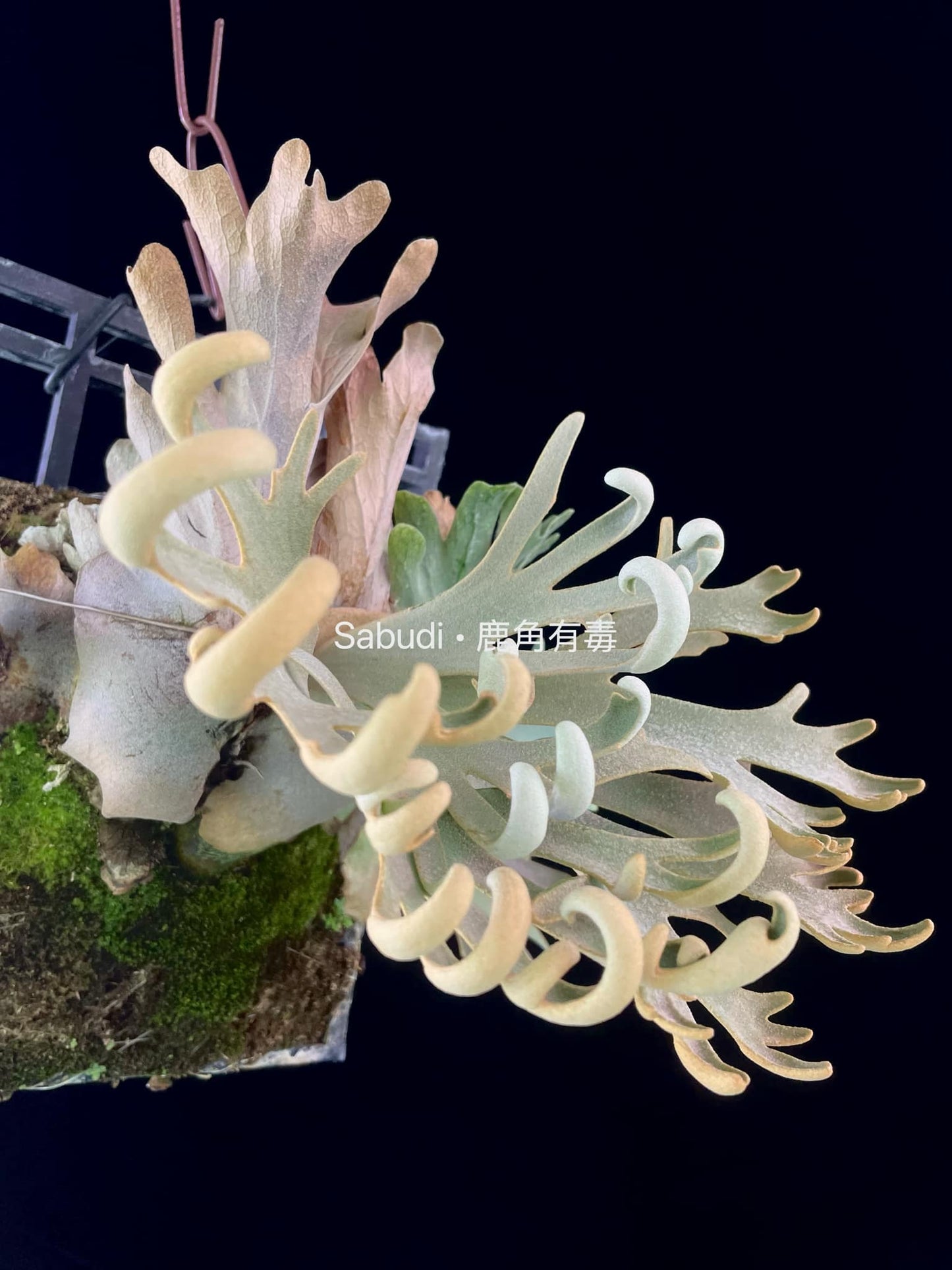 Platycerium Willinckii “Mew” pup