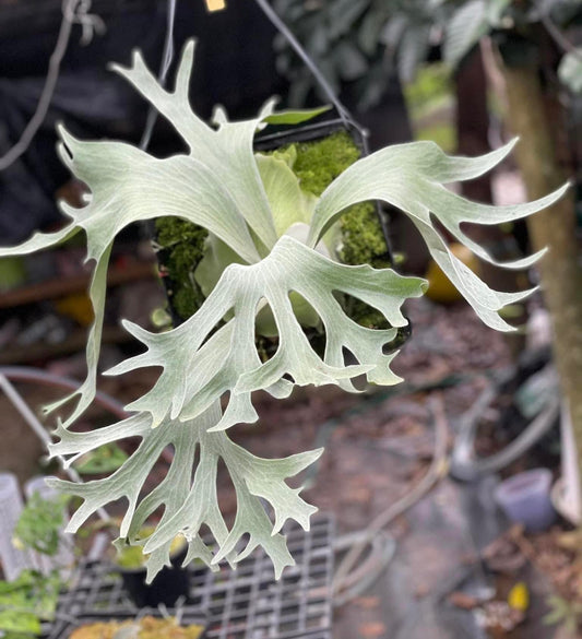 Platycerium Ginka pup