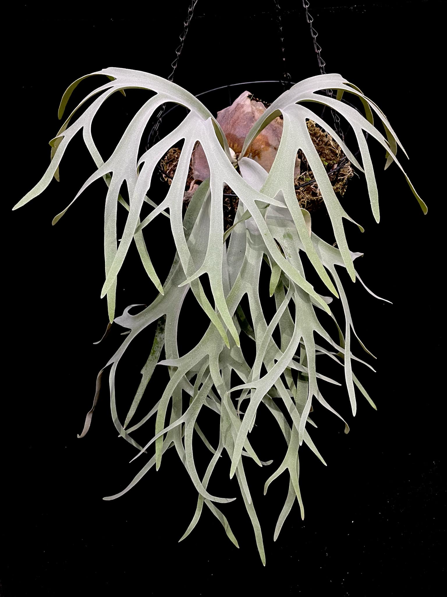 Mature P. Willinckii Dwarf Select Miniature Plant with long, cascading antler-like fronds, displayed in a hanging basket for home and garden decor.