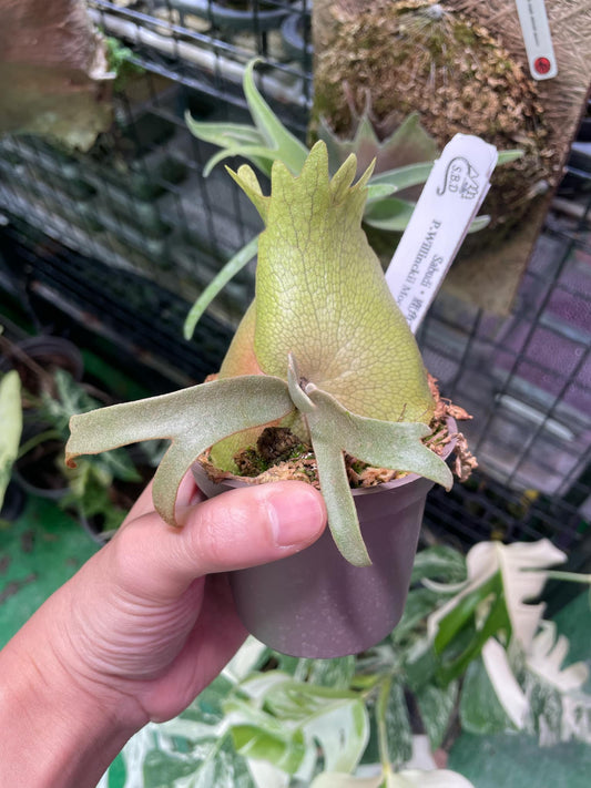 P. Willinckii Dwarf Select Miniature Plant in a small pot, featuring compact shield fronds and fuzzy silver-green foliage, ideal for indoor collections.
