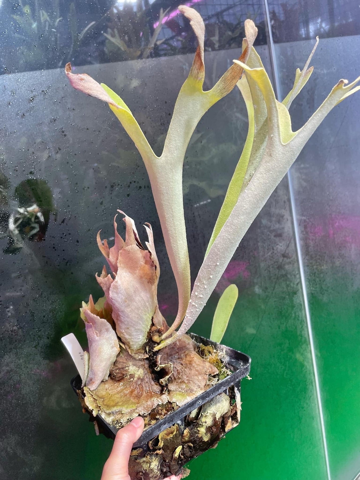 Mature Platycerium Snow Ape Willinckii with distinctive fronds in a nursery pot, showcasing unique growth for home and garden plant lovers.