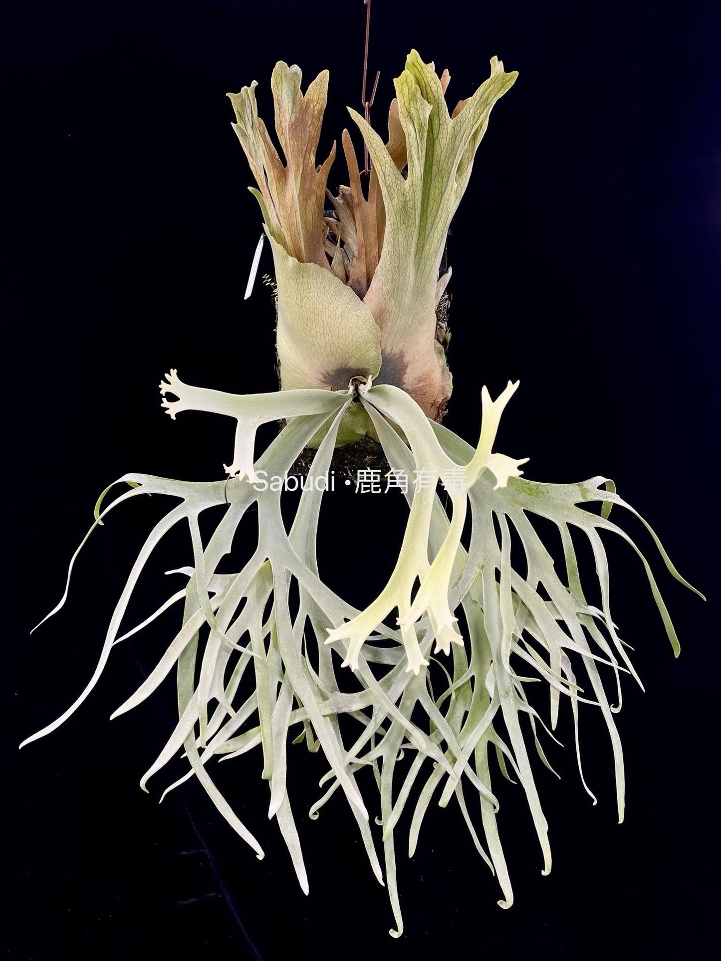 Platycerium Willinckii Suddan x P. Willinckii Yellow Moon spore #S1