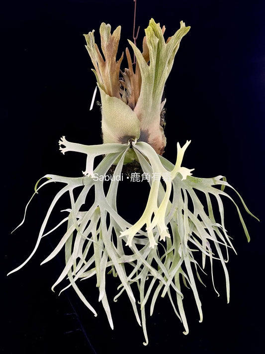 Platycerium Willinckii Suddan x P. Willinckii Yellow Moon spore #S1