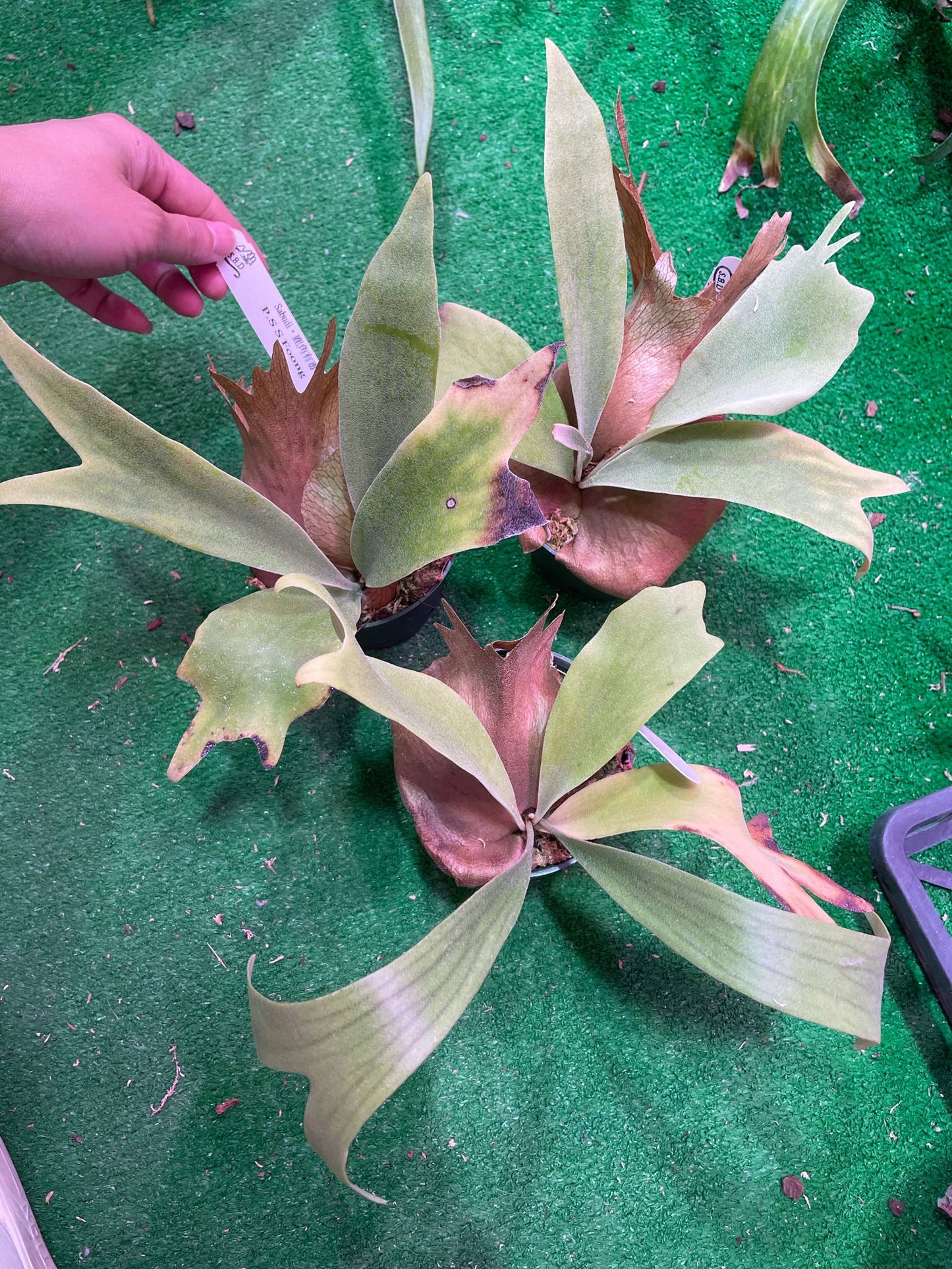 Platycerium S S Foong