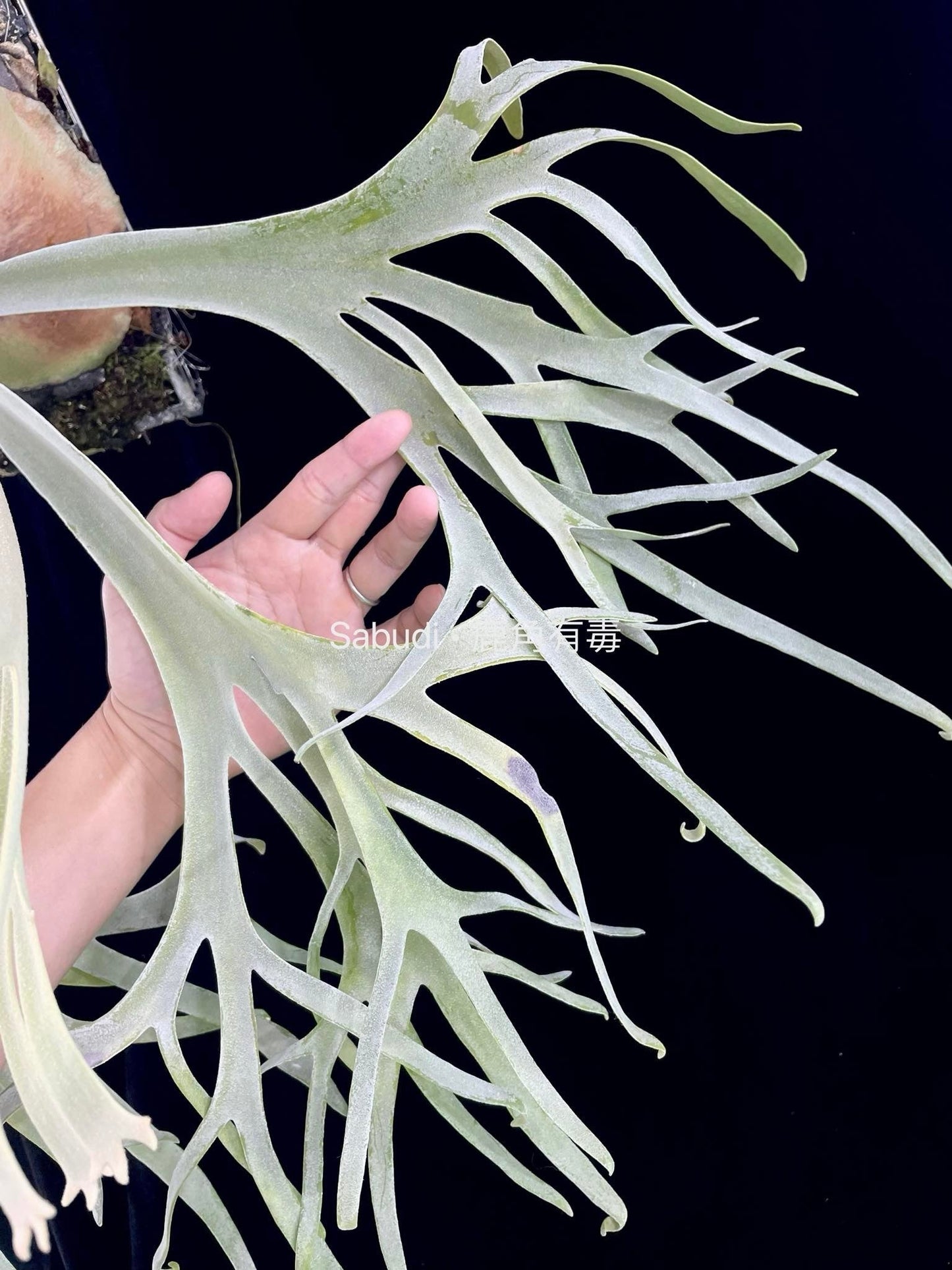 Platycerium Willinckii Suddan x P. Willinckii Yellow Moon spore #S1