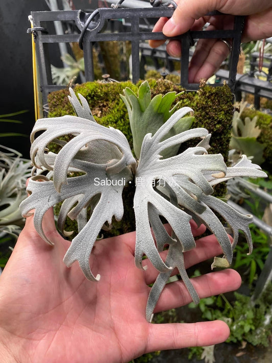 platycerium with heavy substance