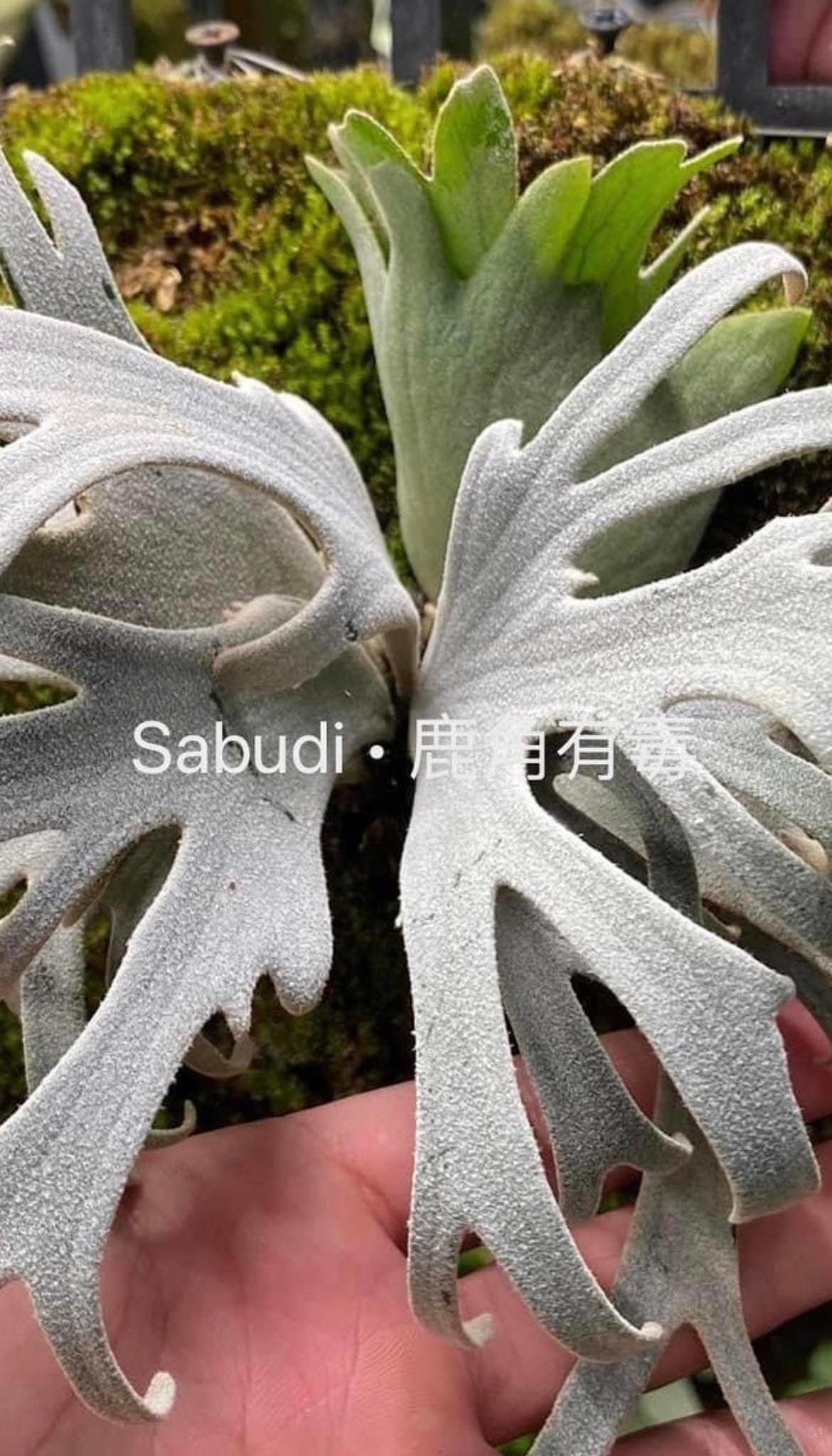 Platycerium Willinckii “Kaohom” pup