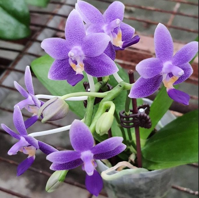 Phal. Younger Little Blue ‘910’ - in spike