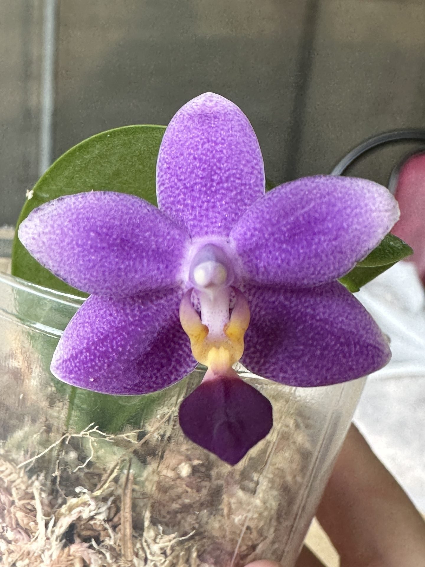 Phal. Younger Little Blue ‘910’ - in spike