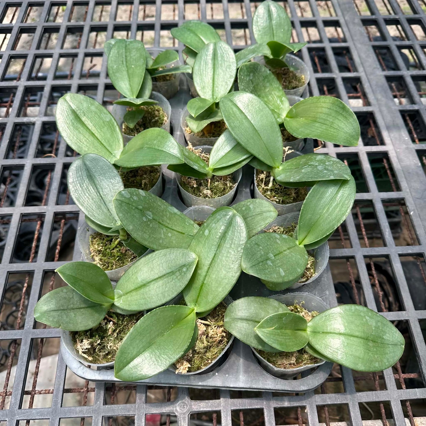 Phalaenopsis gigantea alba x sib