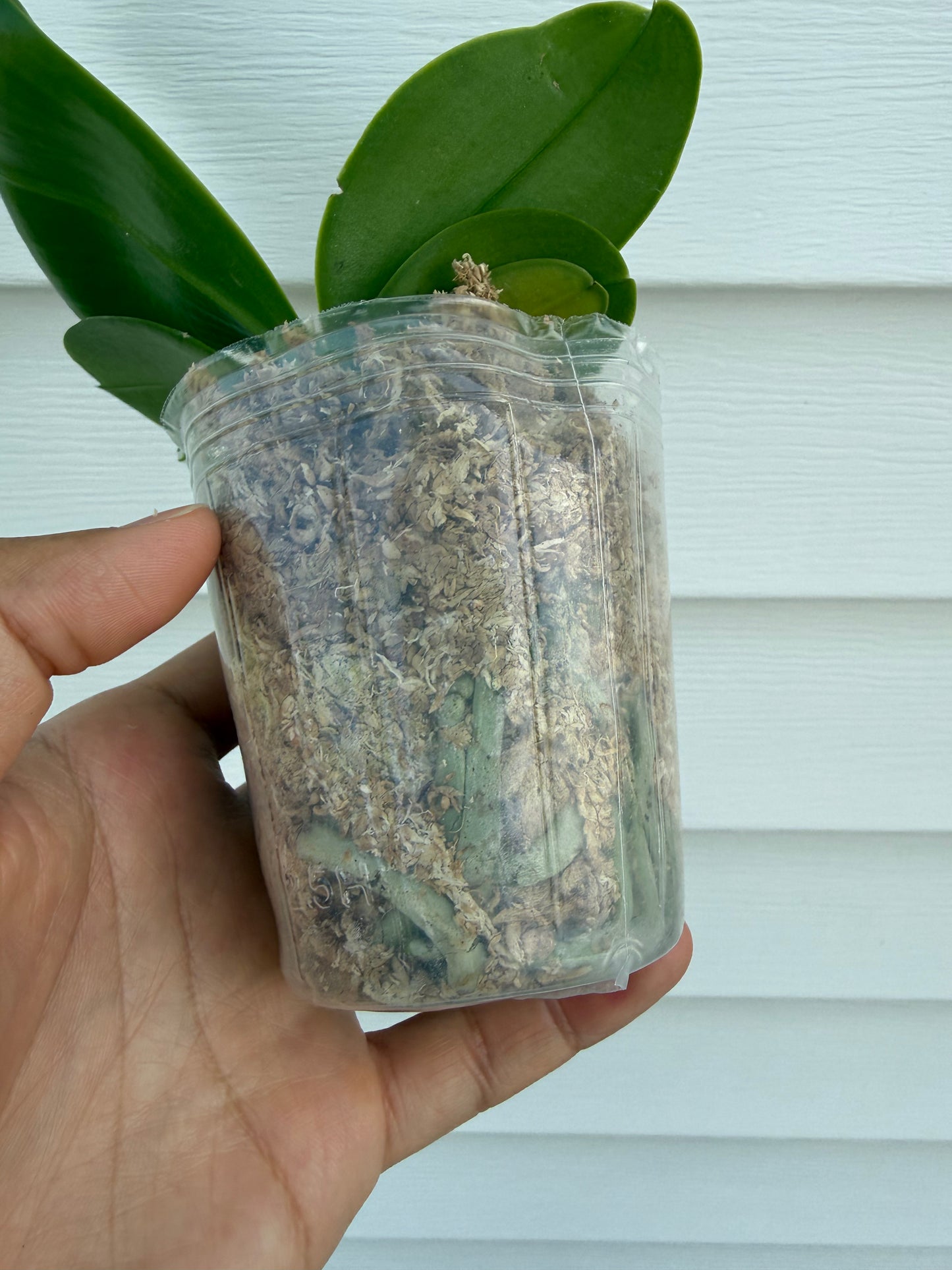 Phalaenopsis (Mainshow Blue Tint x Mainshow Sapphire)