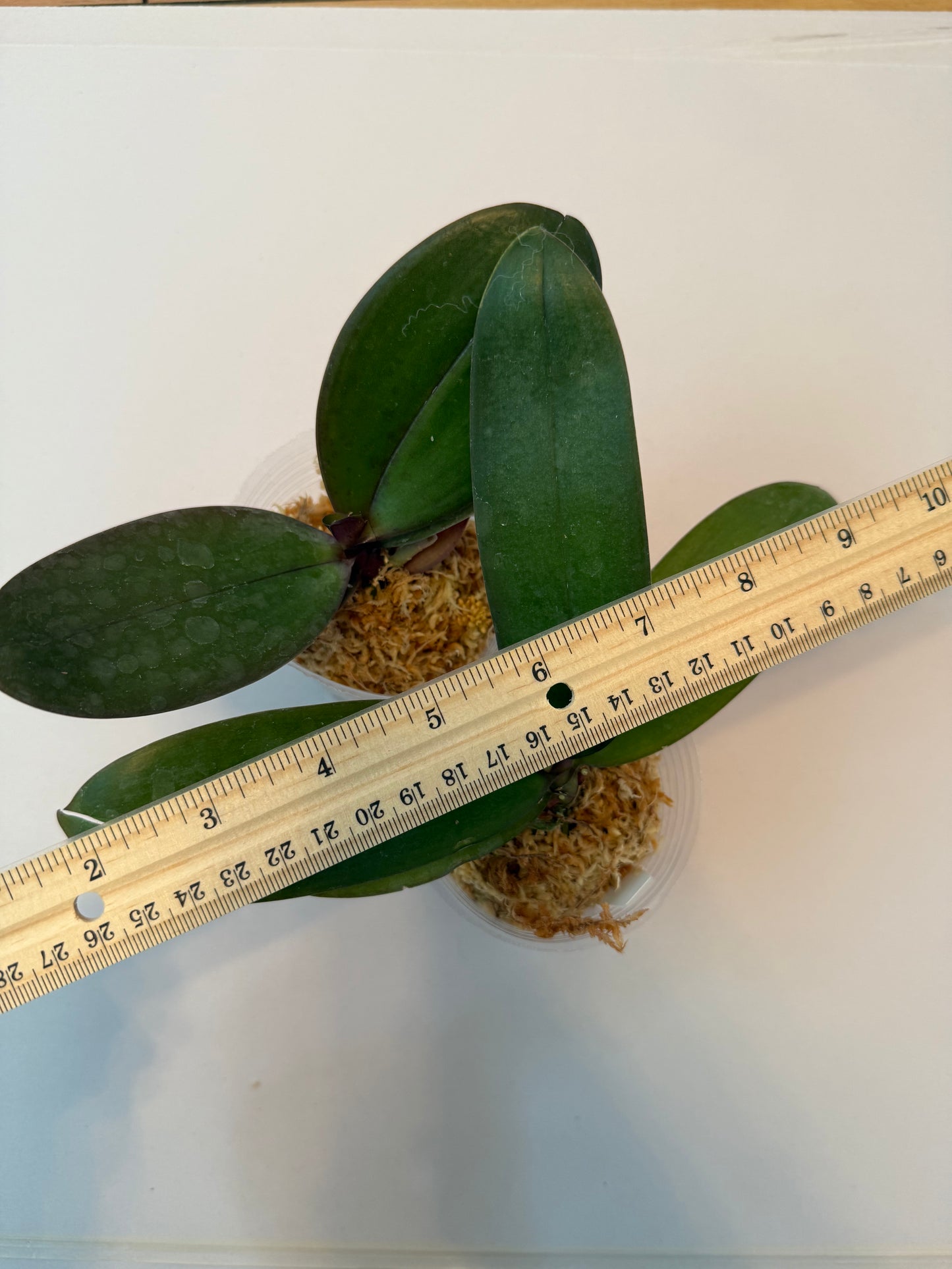 Phal. intermedia x Phal. equestris