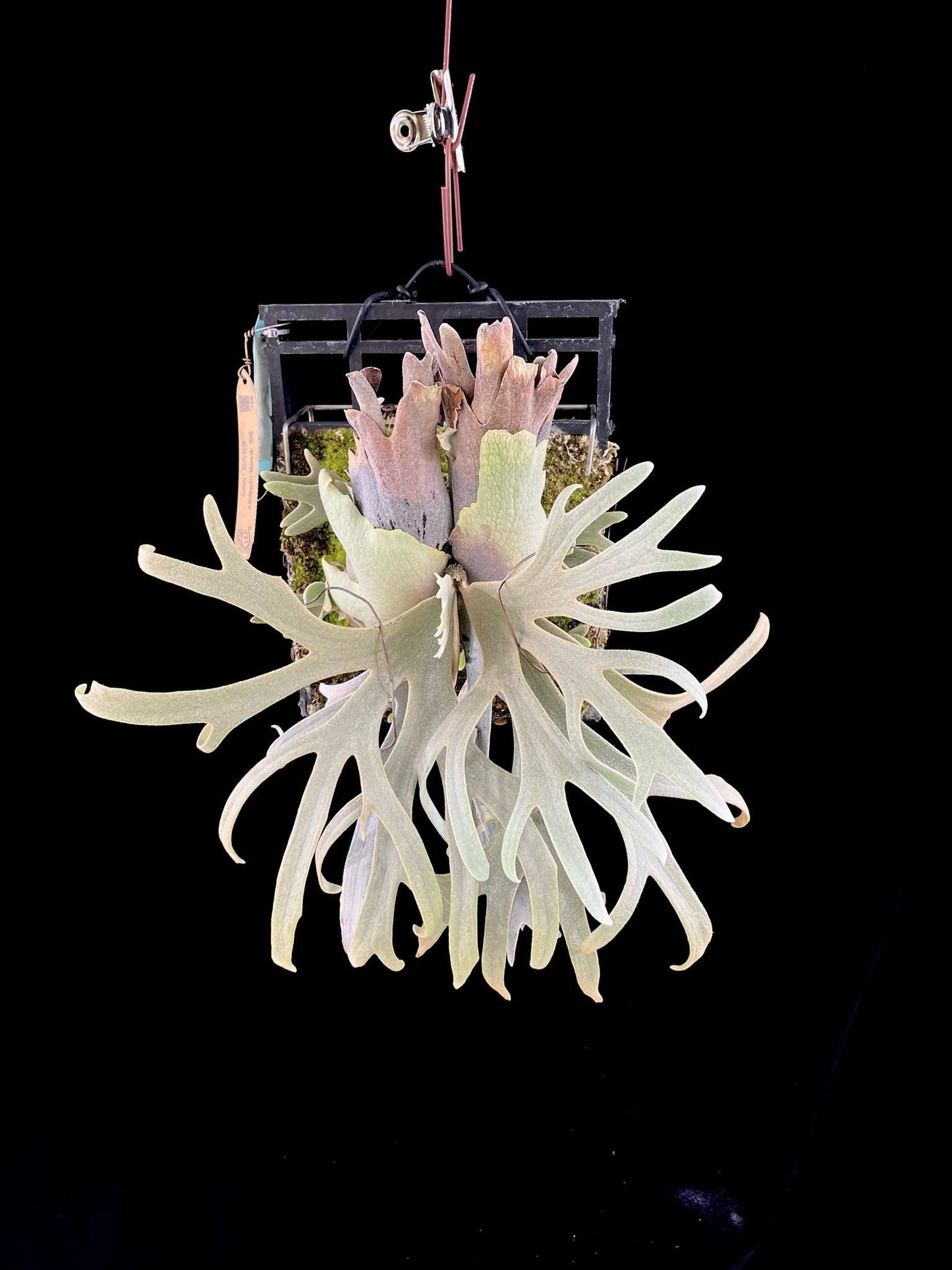 Platycerium Willinckii “Meowth”