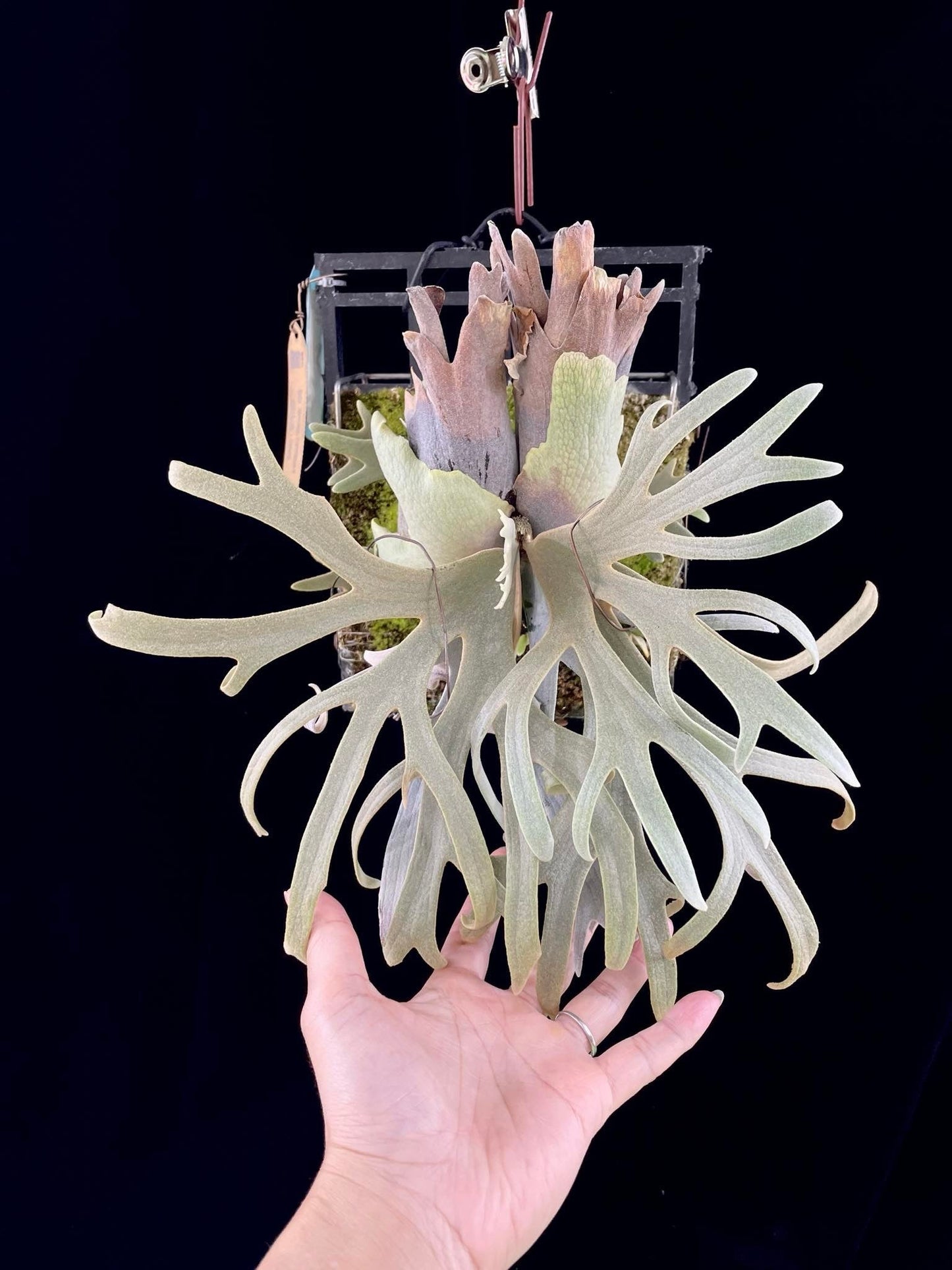 Platycerium Willinckii “Meowth”