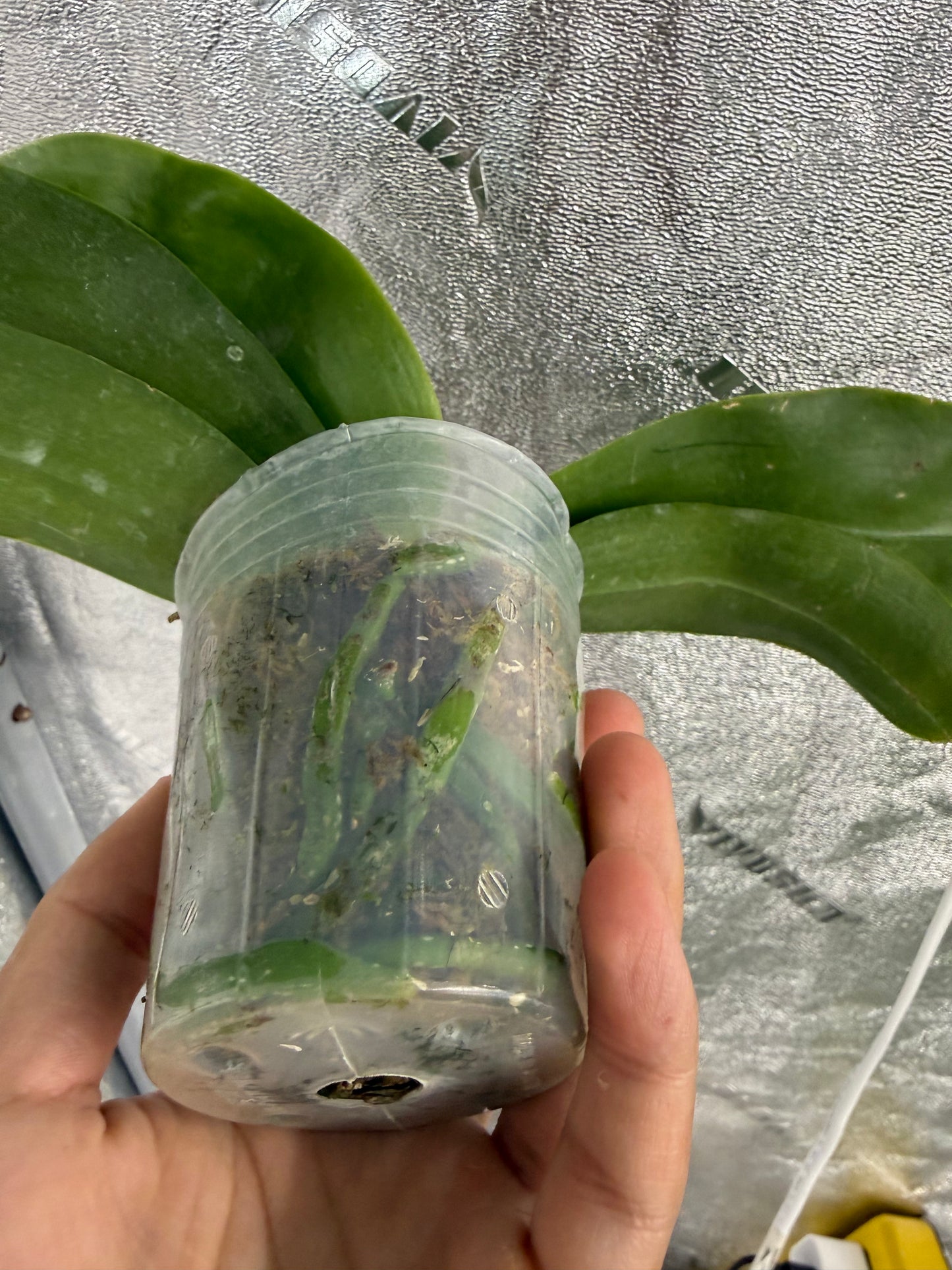 Phalaenopsis ((Yaphon Evergreen x LD Purple Bear) x Summer Pretty))