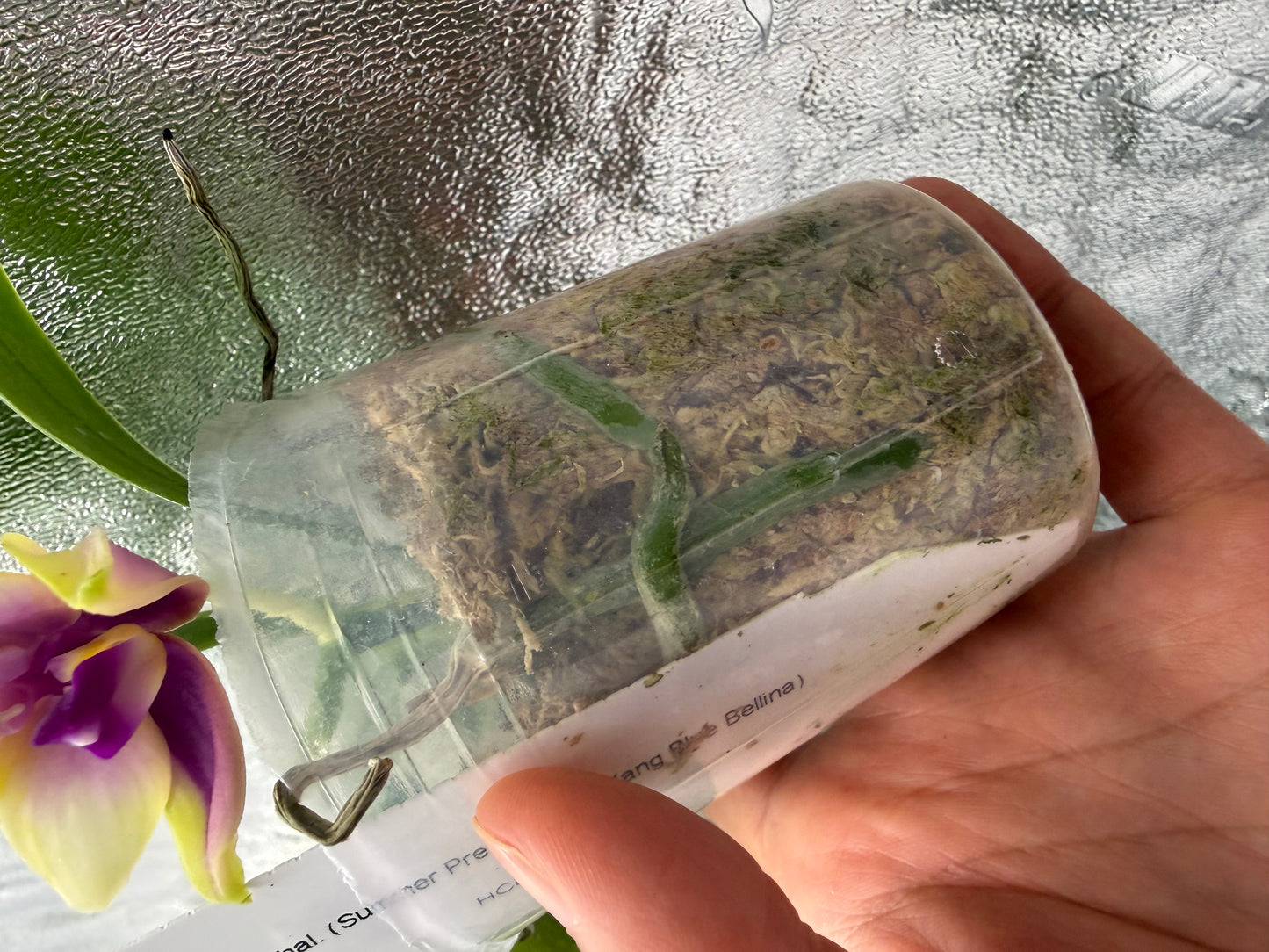 Phalaenopsis (Summer Pretty x Yang Yang Blue Bellina)