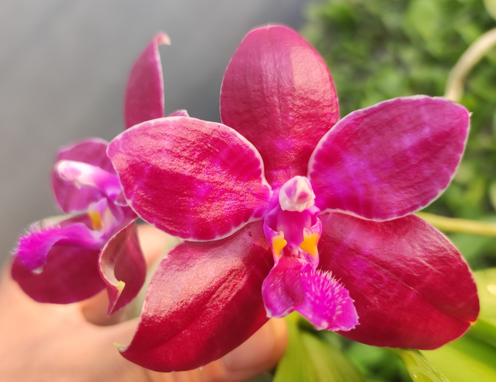 BKH2225-Phal. lueddemannia x self