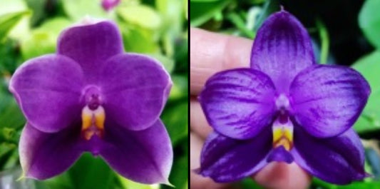 BKH2301 - Phal. (Penang Jewel X (P. Yaphon Super Jaguar x Samera)) ‘BK’ X Phal. Yaphon Blue Bird