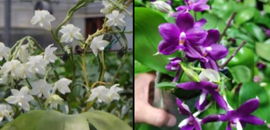 BKH2380 - Phal. Penang Violecea ‘BK forest’ X Phal. (Jennifer Palermo X Chien Lung Red King) fma. indigo ‘BK#2’