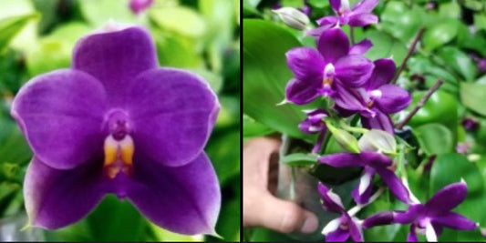 BKH2361 - Phal. (Penang Jewel X (Yaphon Super Jaguar x Samera)) ’BK’ X Phal. (Jennifer Palermo X Chien Lung Red King) ‘BK#2’