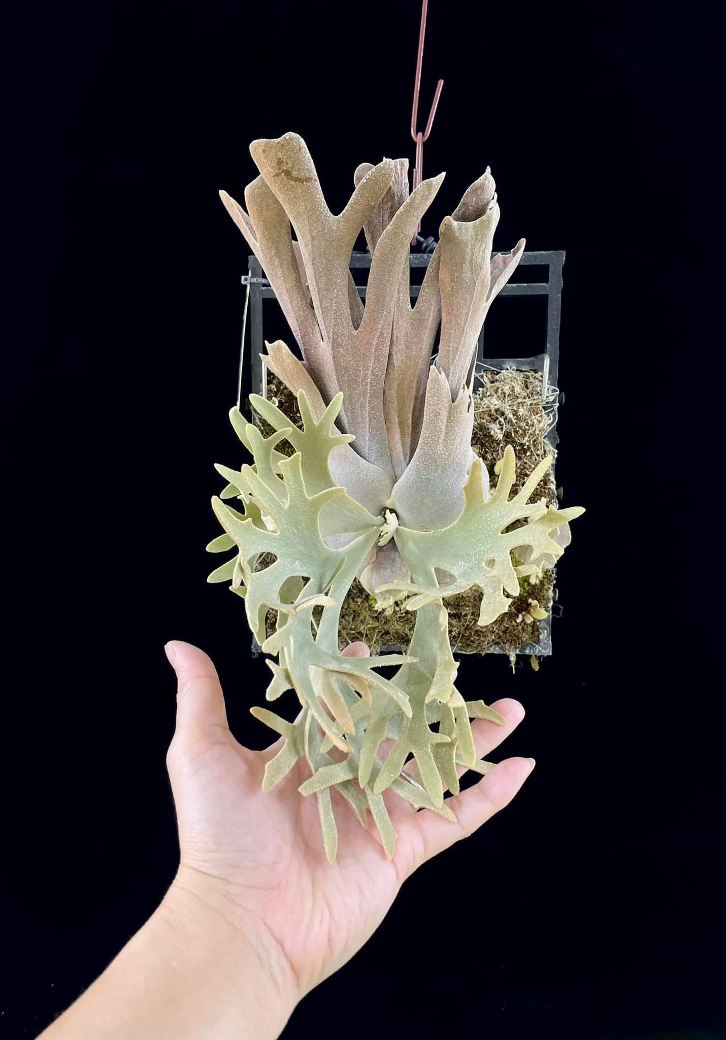 Platycerium Willinckii Yellow Moon spore “Dwarf Select” #42