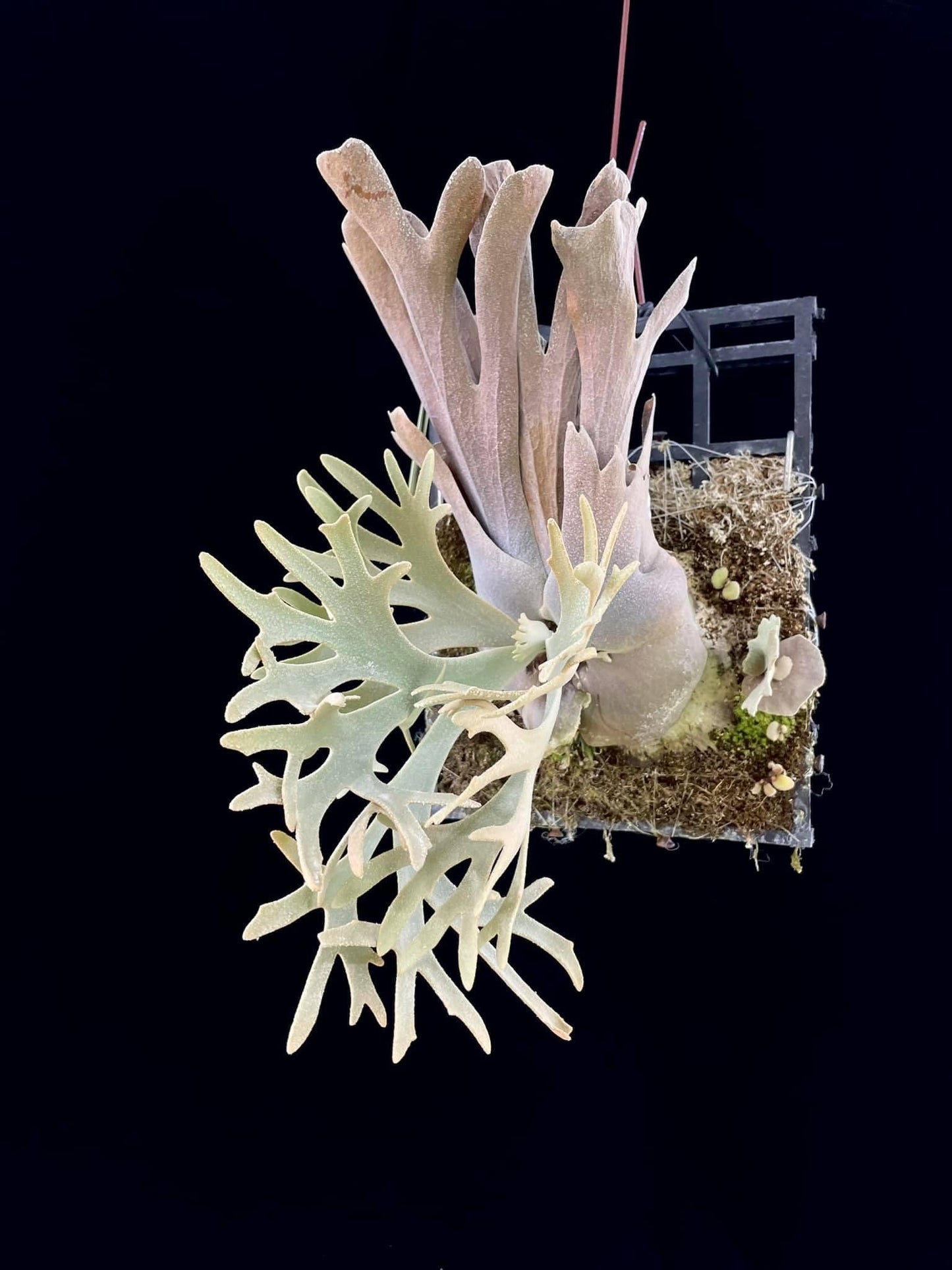 Platycerium Willinckii Yellow Moon spore “Dwarf Select” #42