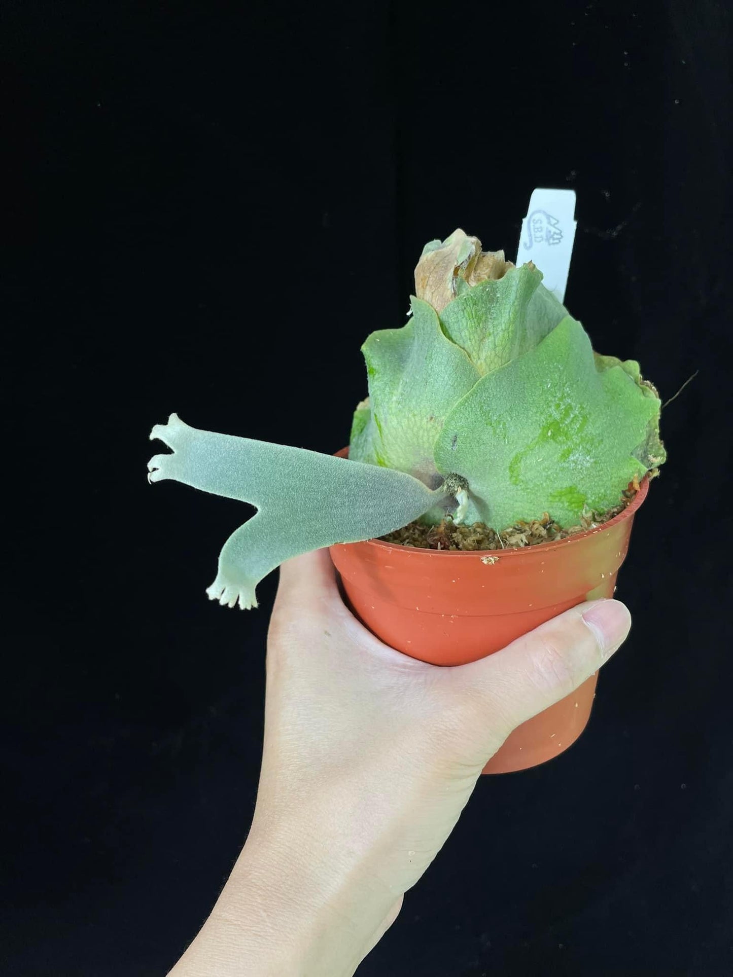 Platycerium Willinckii Yellow Moon spore “Dwarf Select” #42