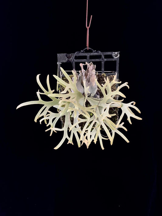 Platycerium Willinckii Yellow Moon spore “Dwarf Select” #40