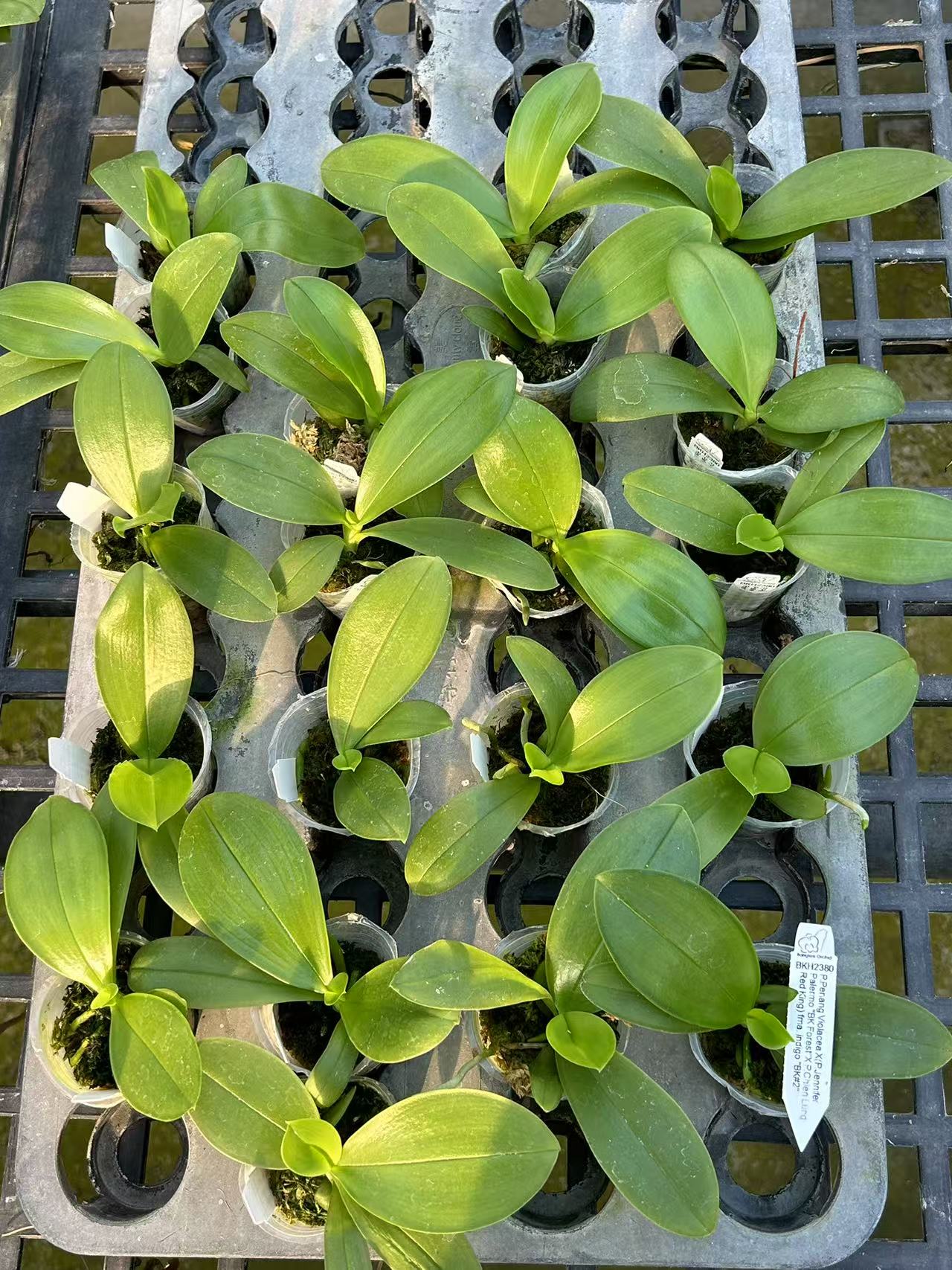 Near bloom size Phal. Penang Violecea Orchid seedlings in 1.7 inch pots, ready for planting, from Bangkok Orchids' novelty orchid collection.