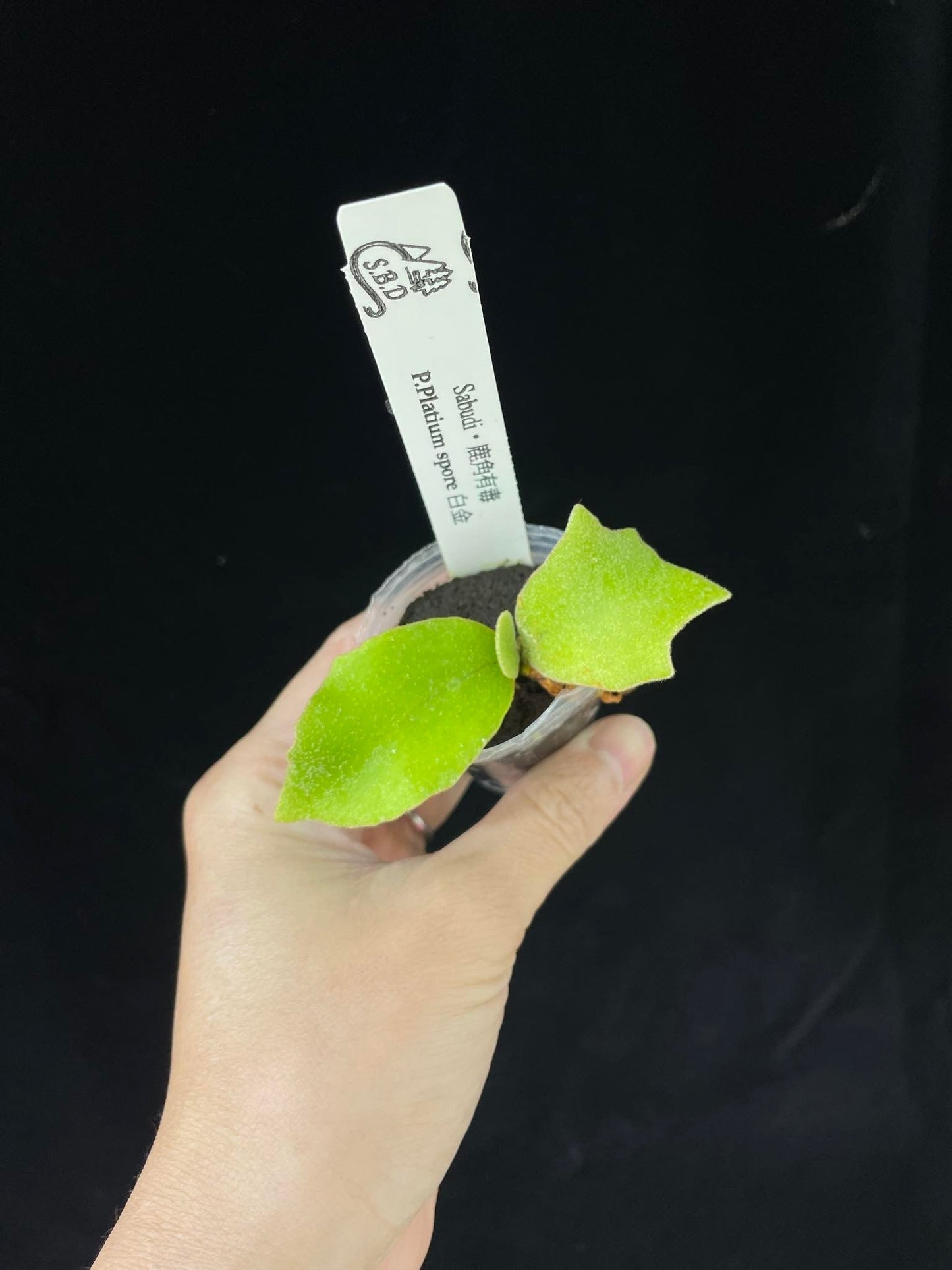 Platycerium Platium spore