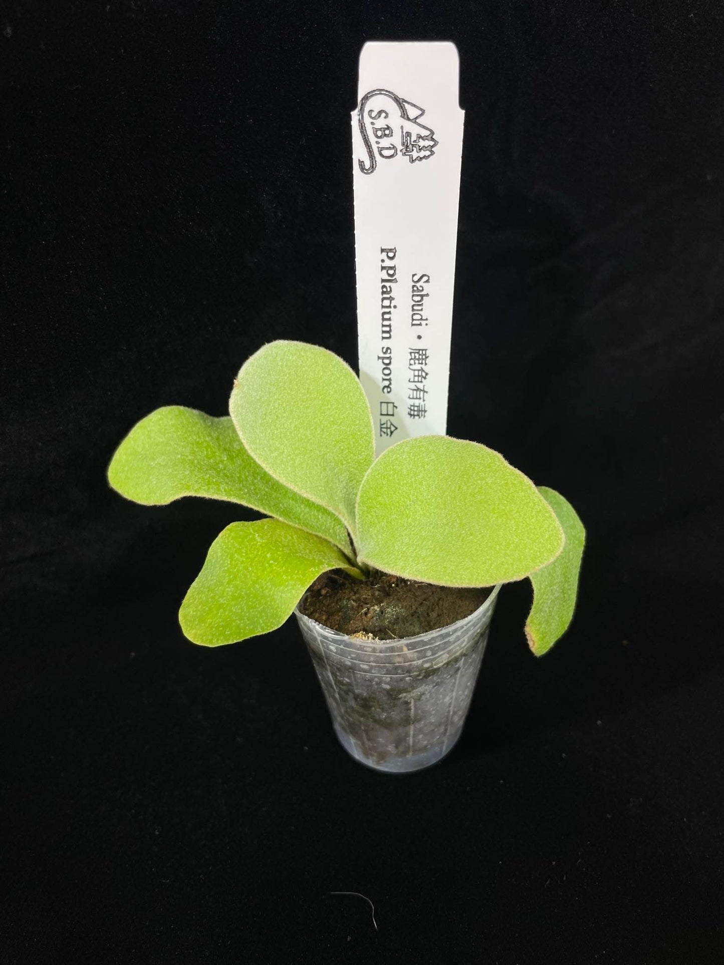 Platycerium Platium spore