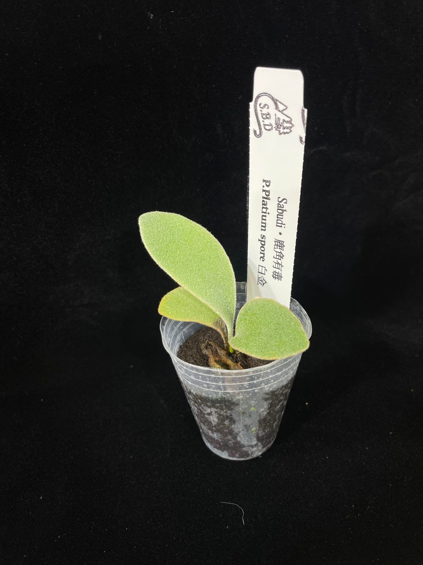 Platycerium Platium spore