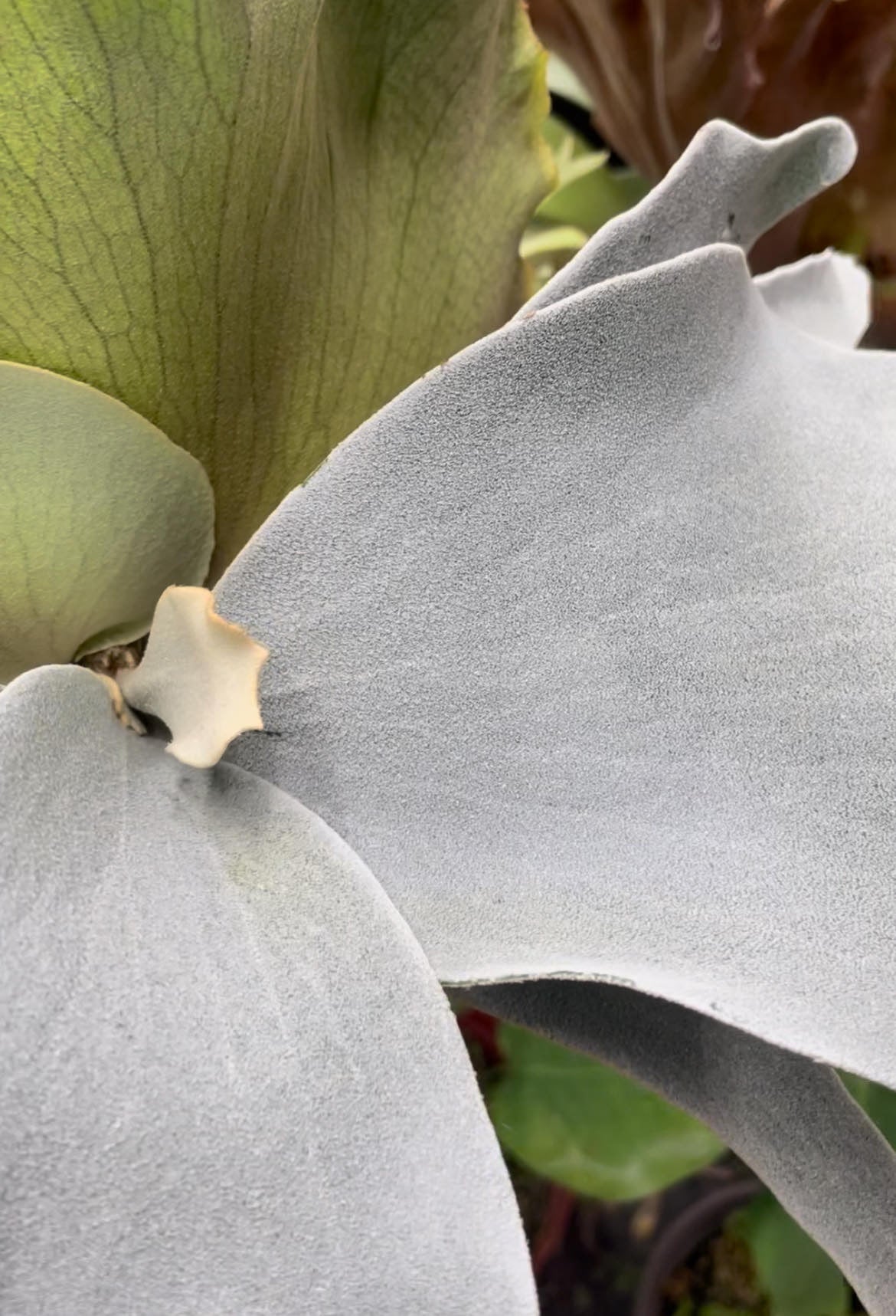 Platycerium Woot #9 spore #1 “Select”