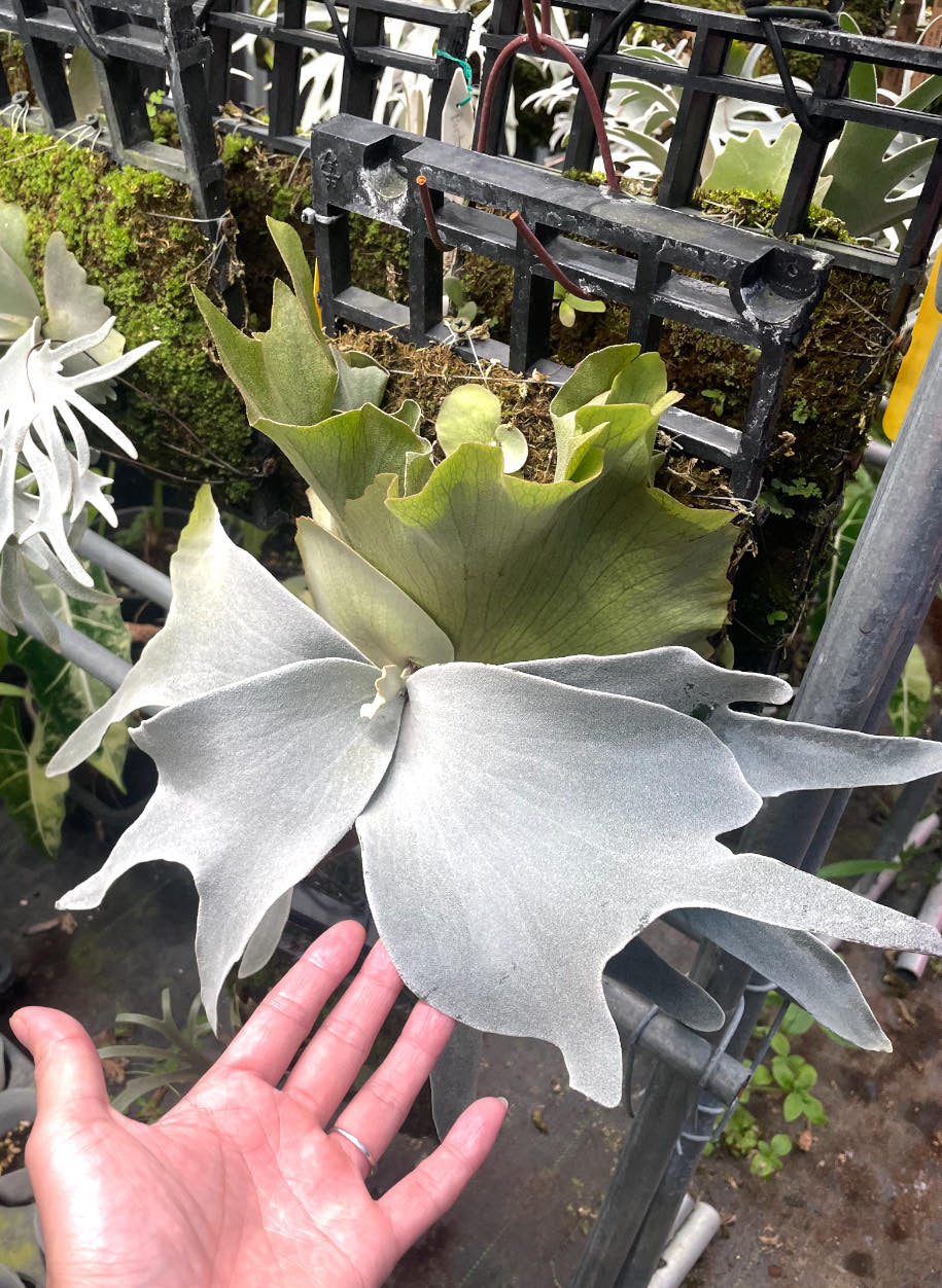 Platycerium Woot #9 spore #1 “Select”