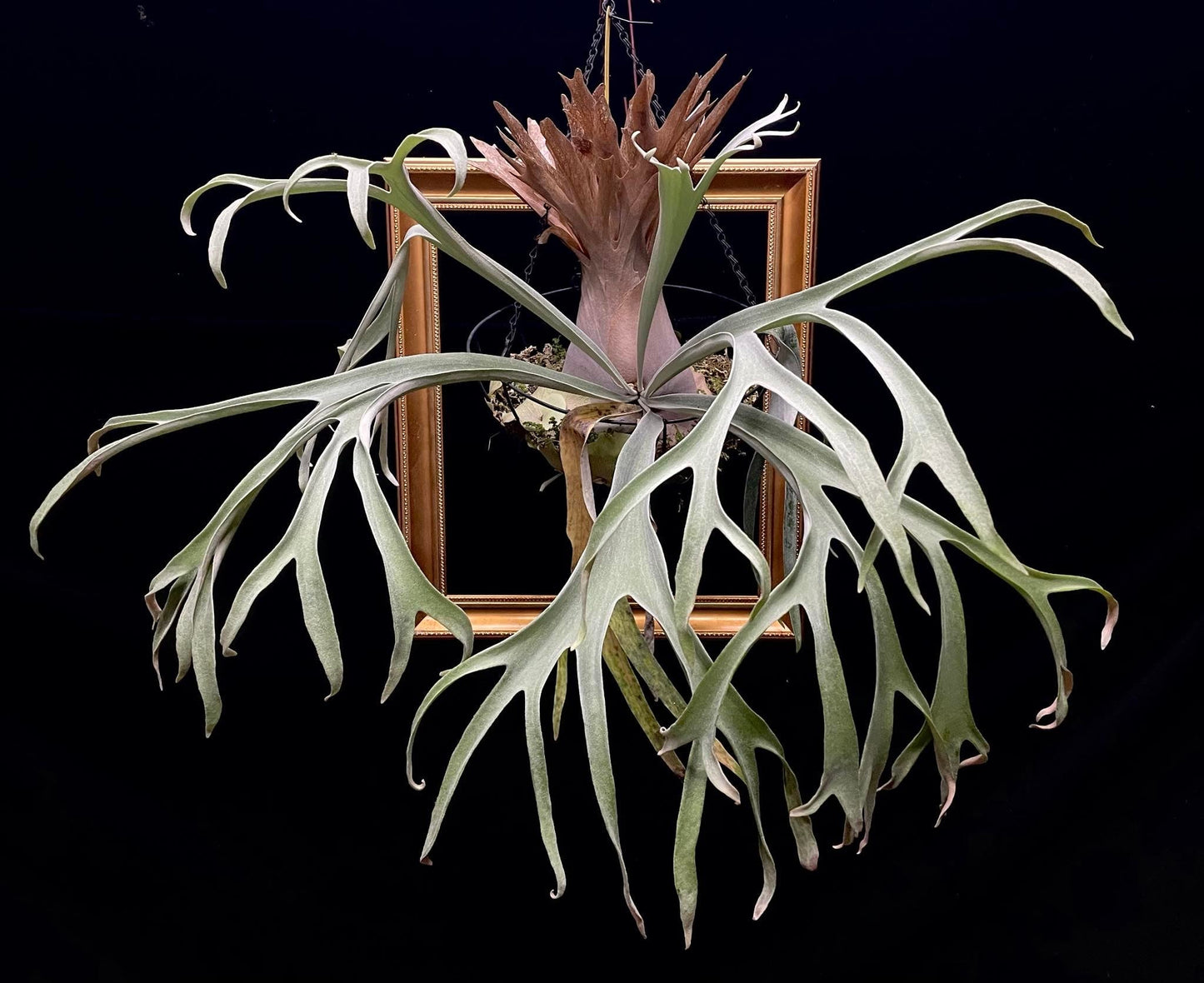 Platycerium Monkey North