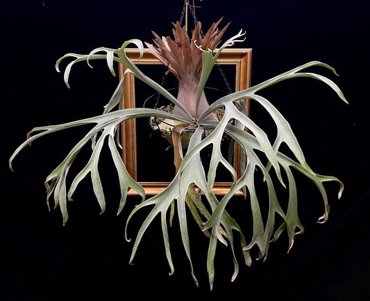 Platycerium Monkey North