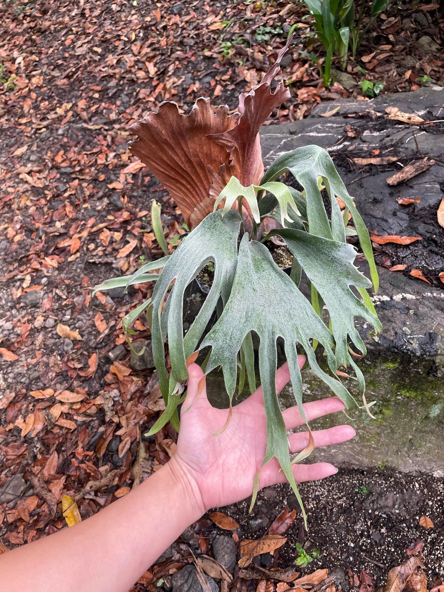 Platycerium Mt.Lewis thin “Dwarf”