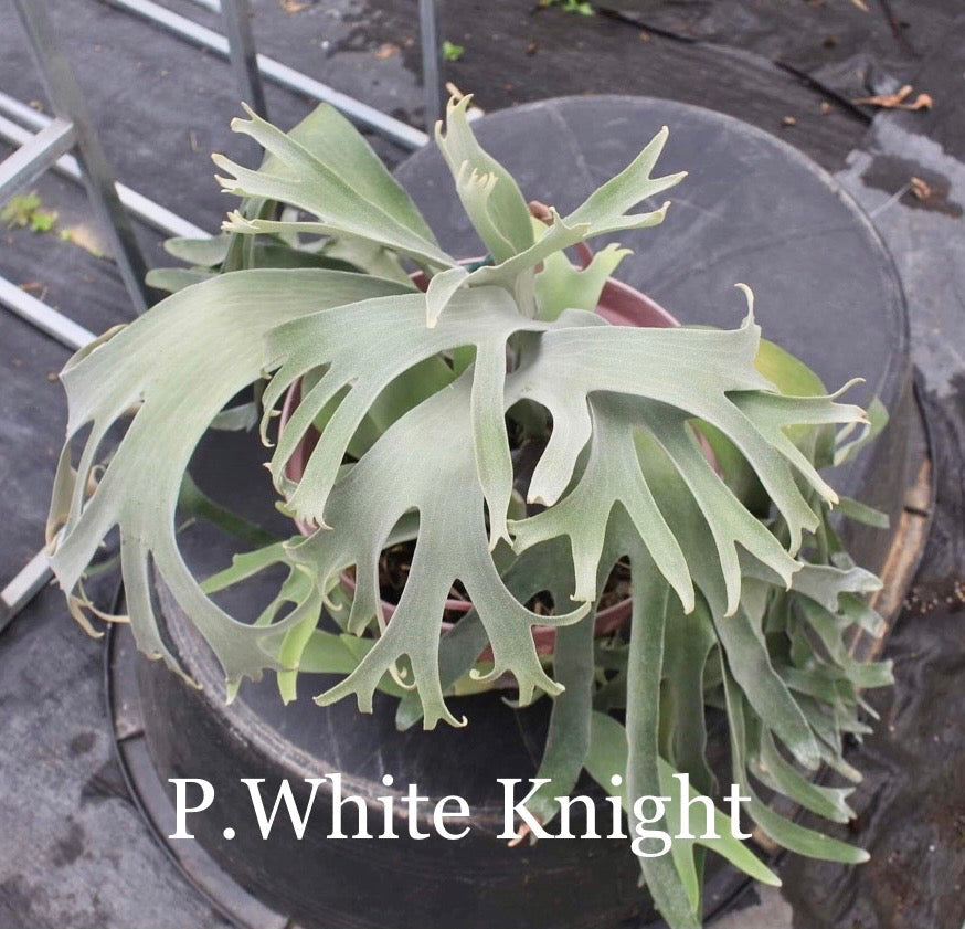 Platycerium White Knight