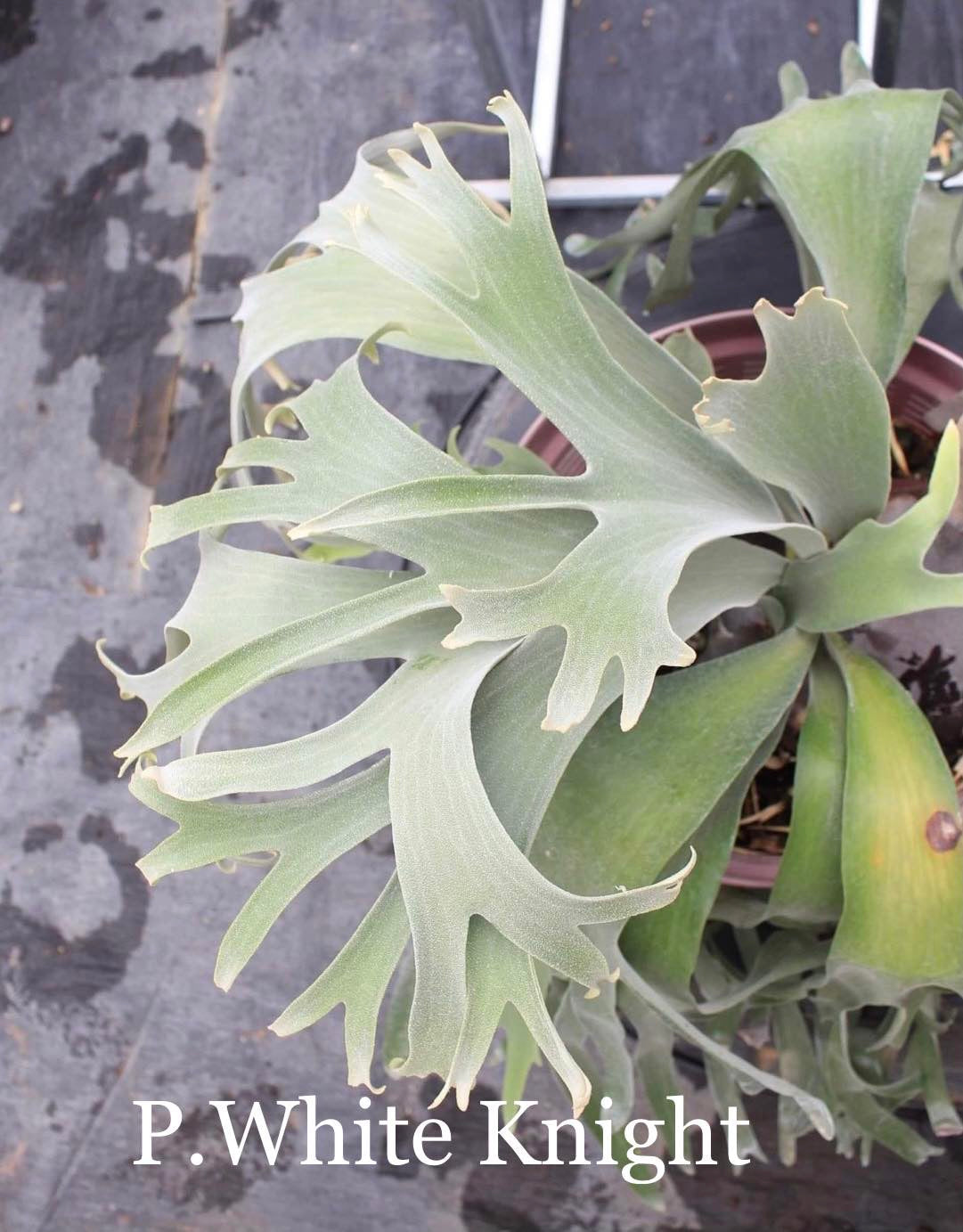 Platycerium White Knight